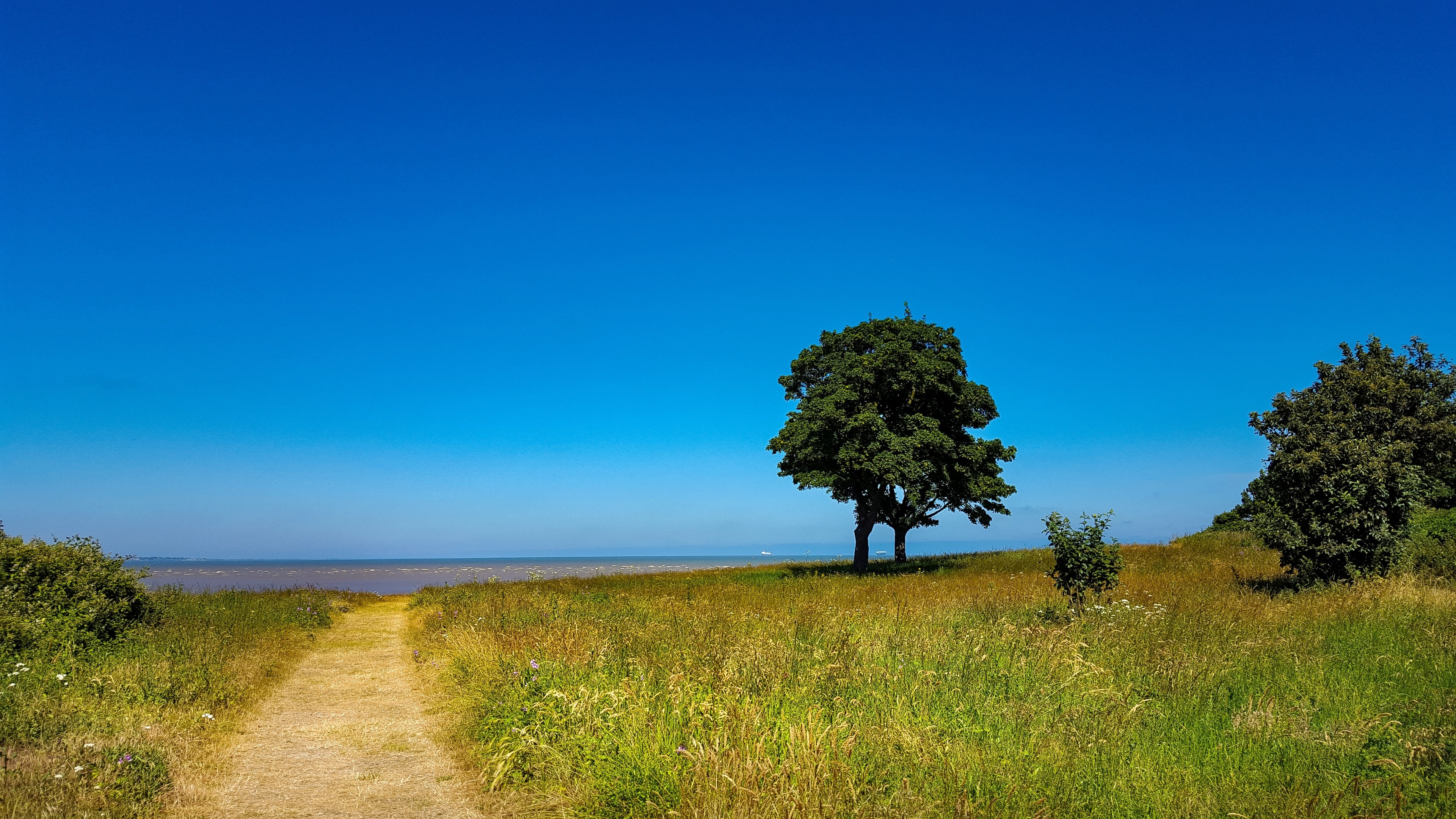4K Nature Landscape with Trees and Path HD Wallpaper