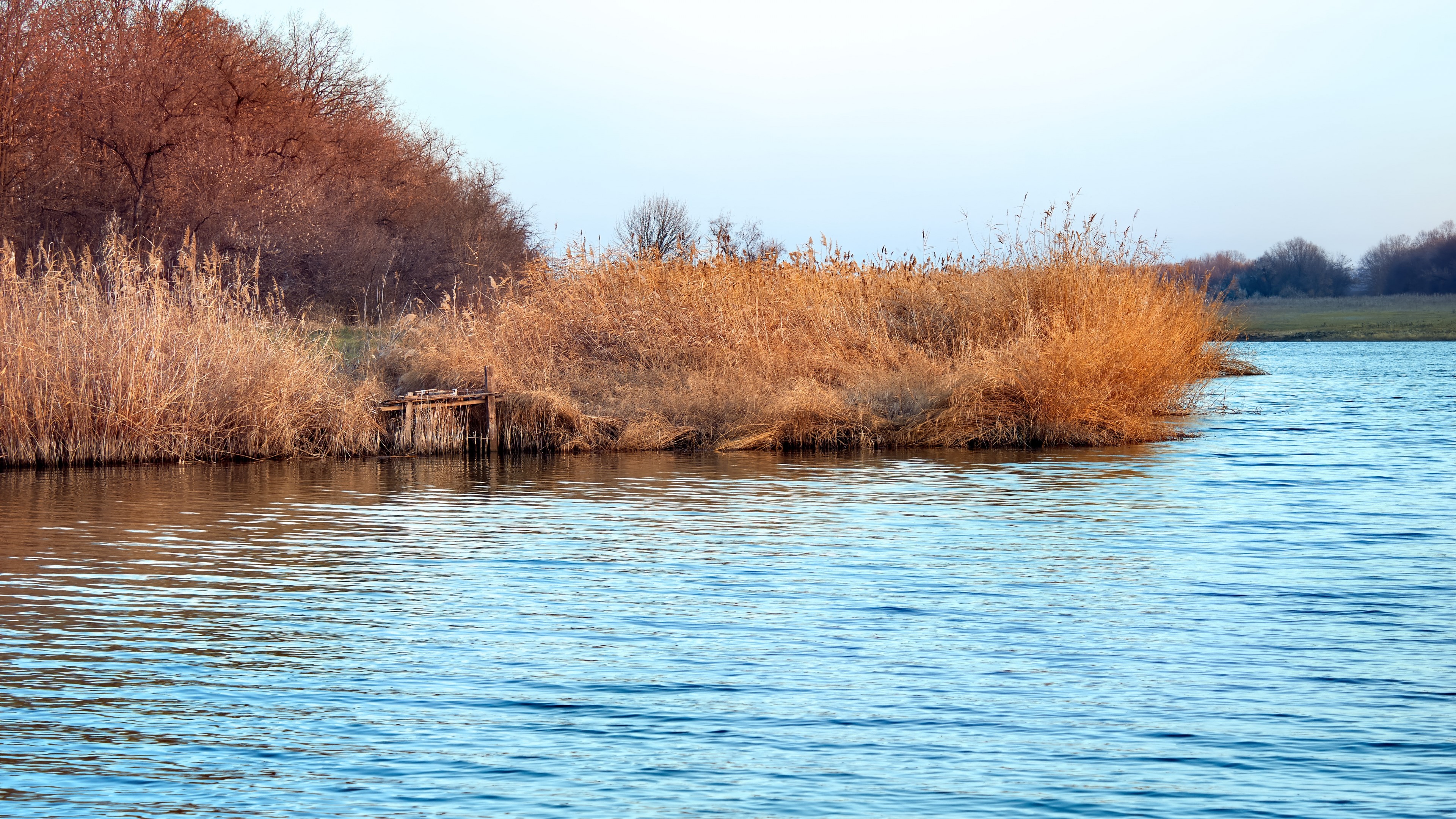 4K Lake with Reeds and Trees HD Wallpaper