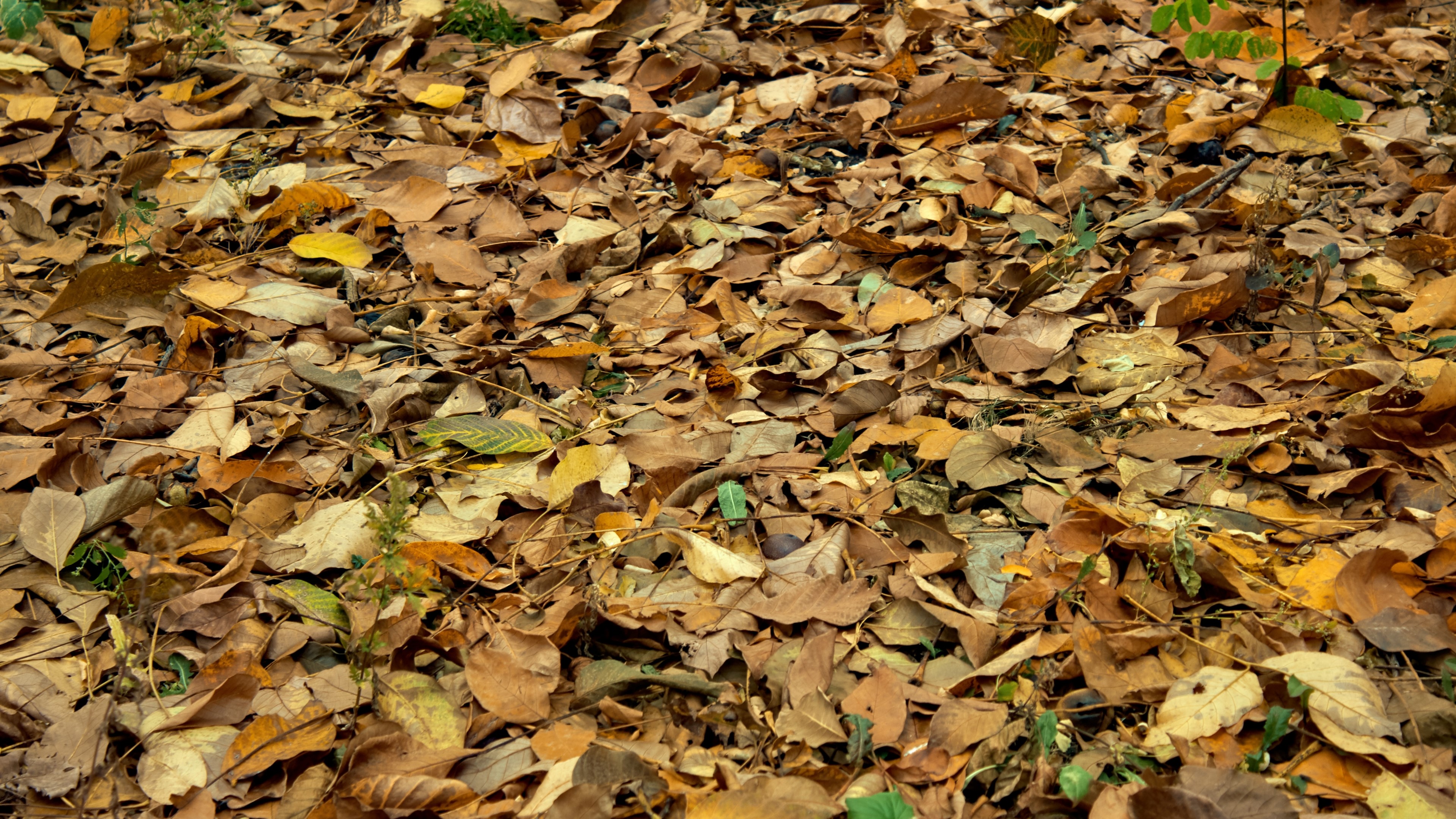 4K Leaves on the Forest Floor HD Wallpaper