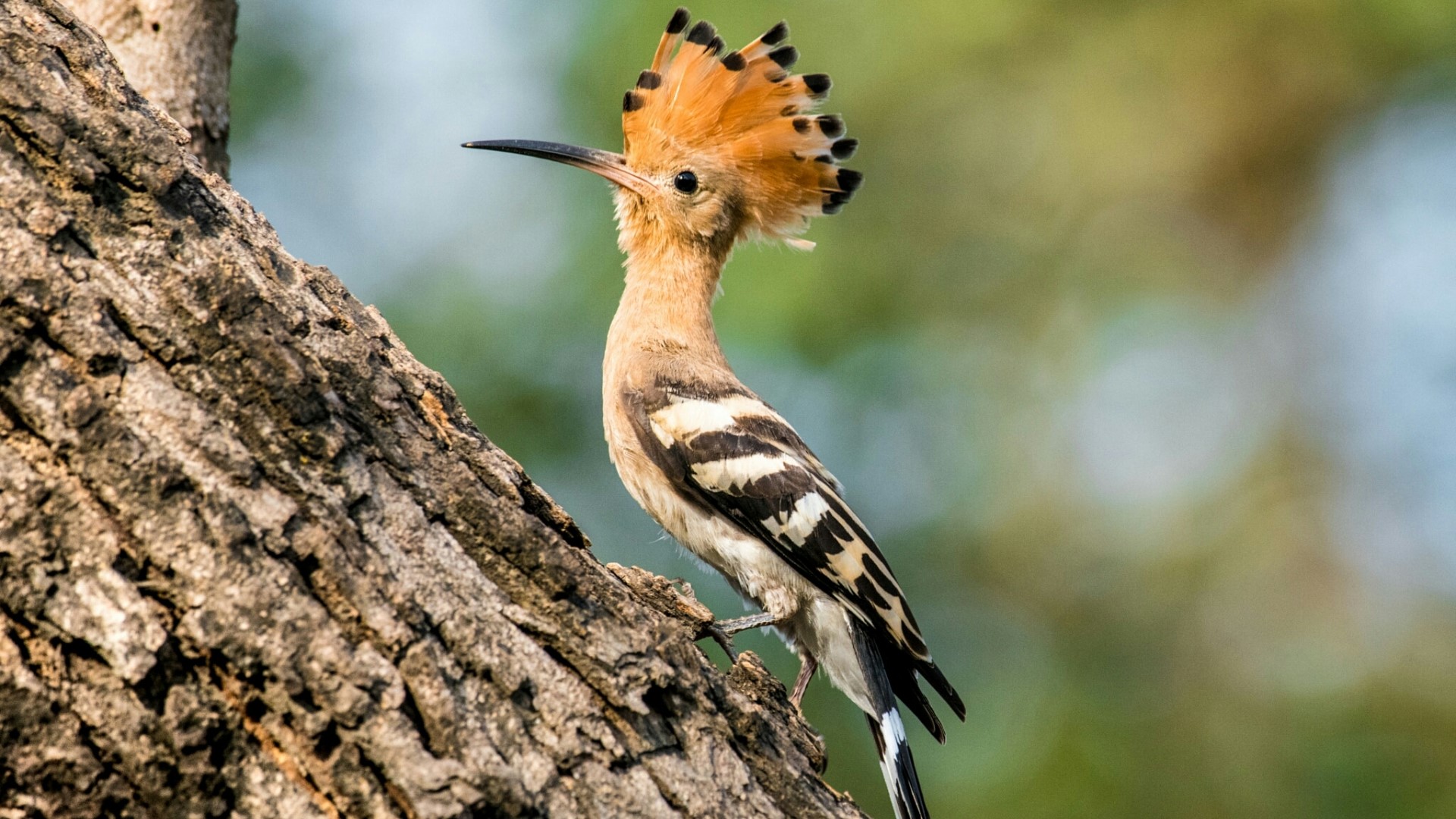 Hoopoe bird perched on a tree trunk HD Wallpaper