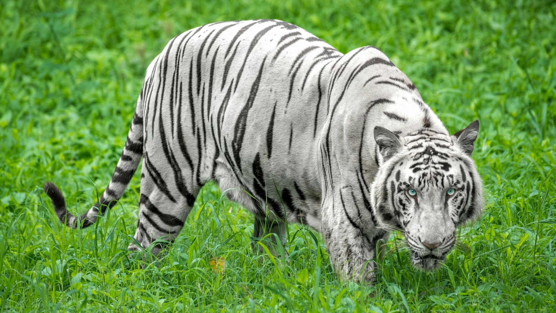 White Tiger in Green Grass HD Wallpaper