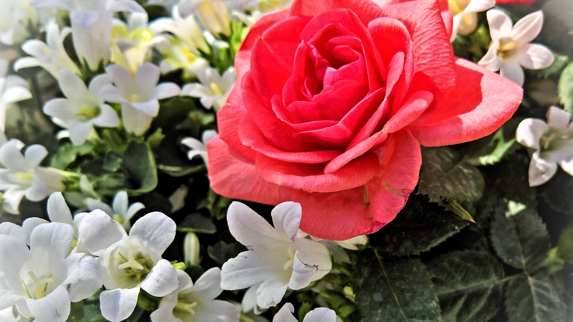 Close-up of a coral rose with white flowers HD Wallpaper