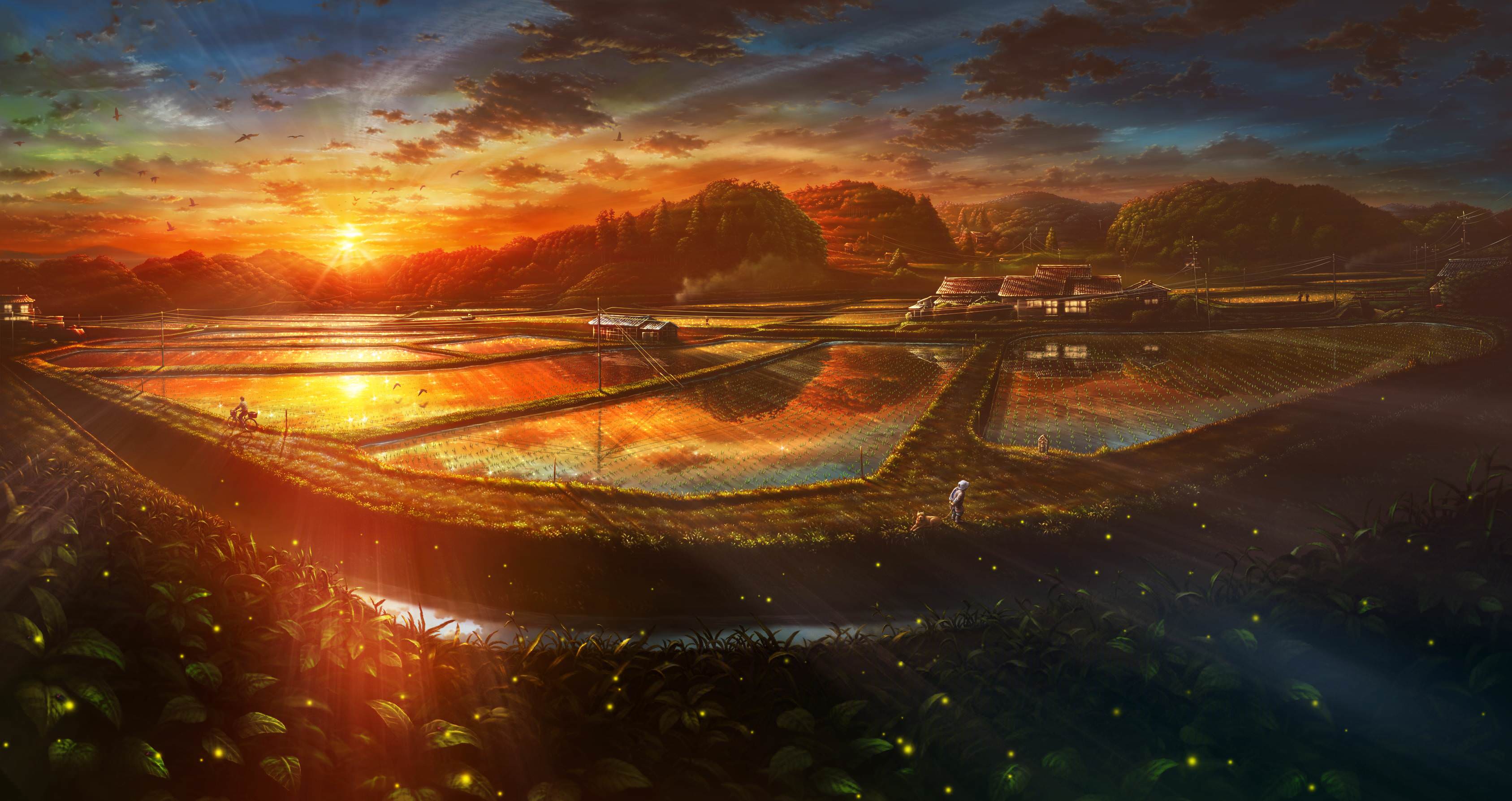 Sunset over a rural landscape with rice fields HD Wallpaper