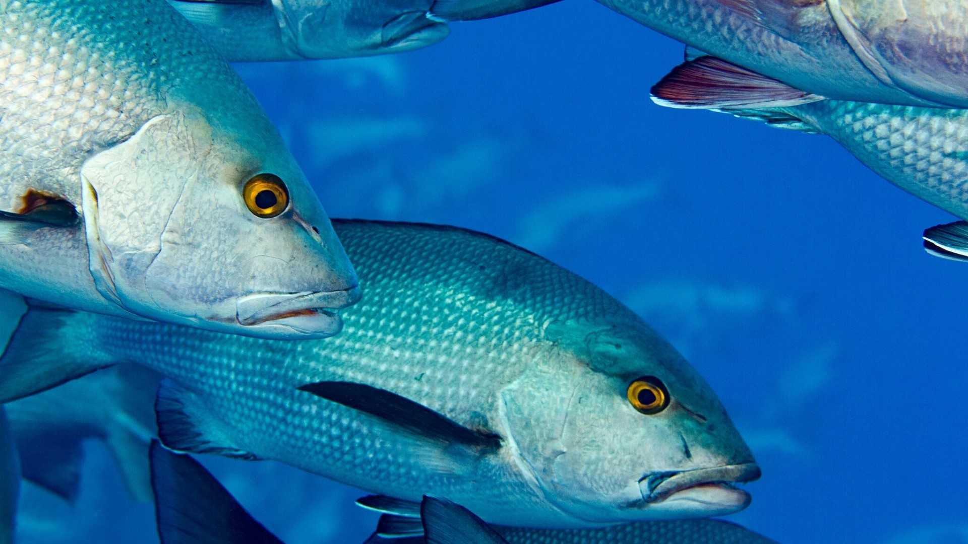 School of Fish Underwater HD Wallpaper