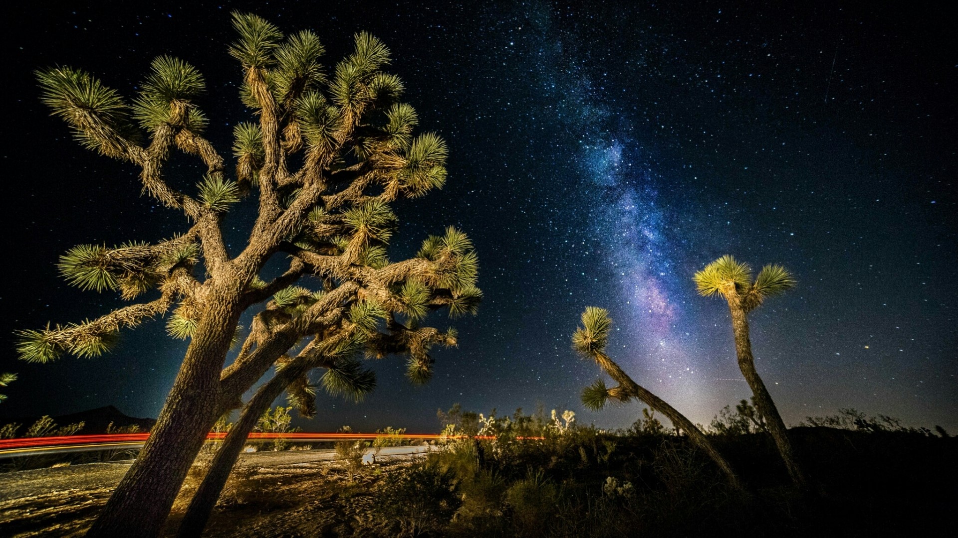 Joshua trees under the Milky Way at night HD Wallpaper