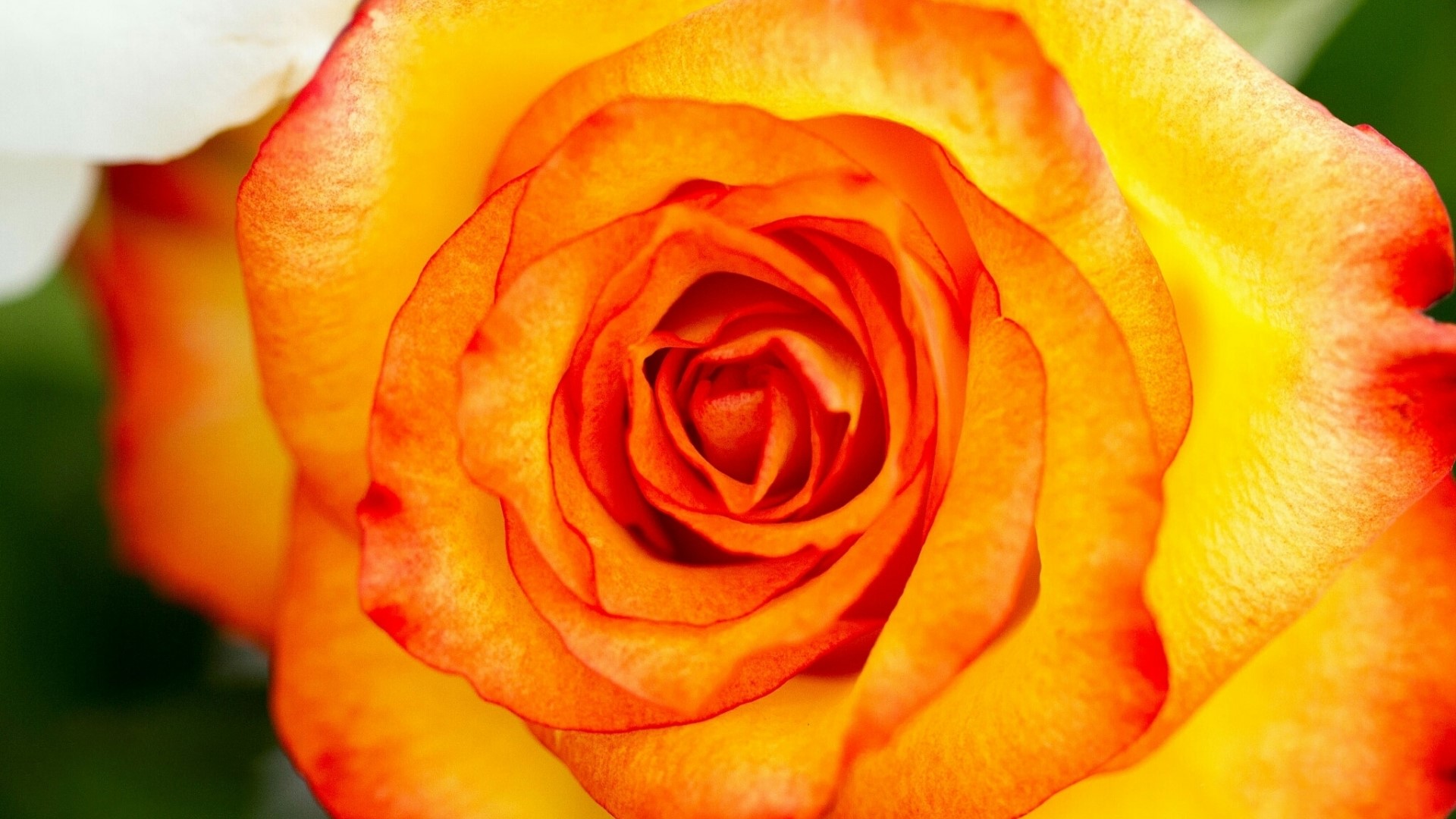 Close-up of a bi-colored rose flower HD Wallpaper