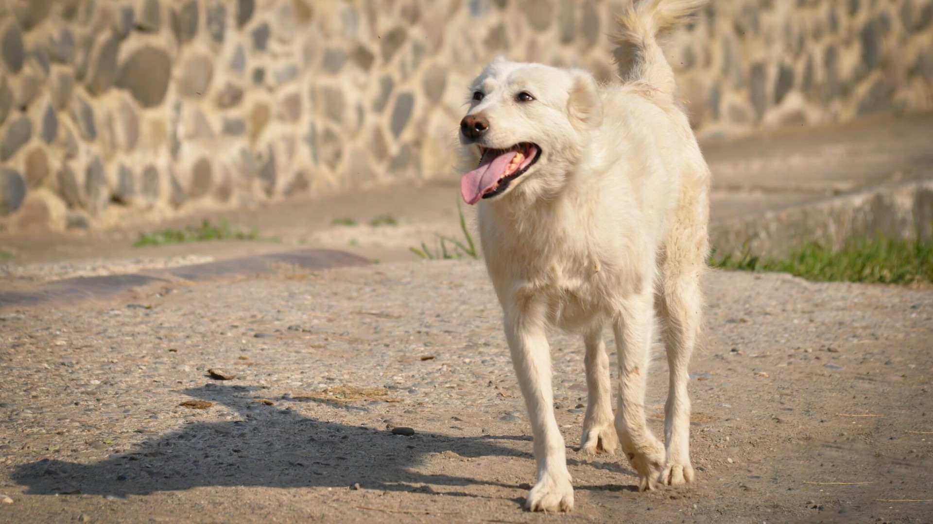 A white dog walks on a dirt path HD Wallpaper
