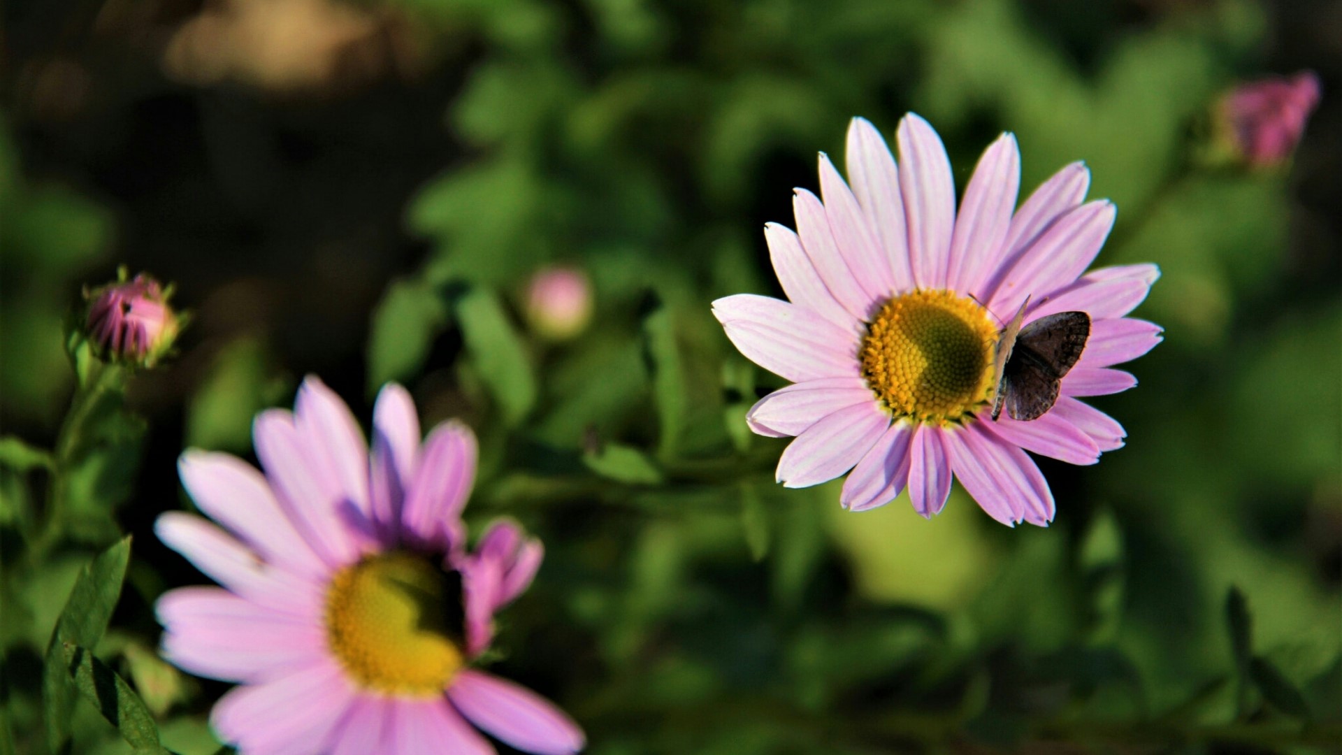 Pink daisies with a butterfly HD Wallpaper