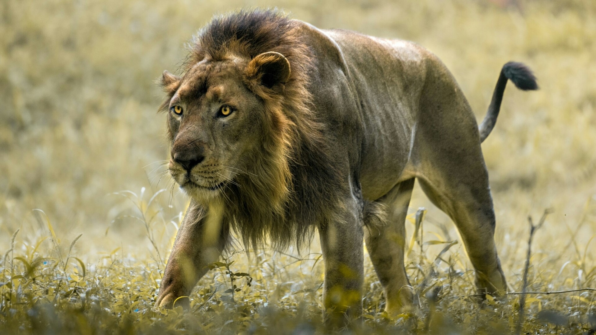 A lion walks through a grassy field HD Wallpaper