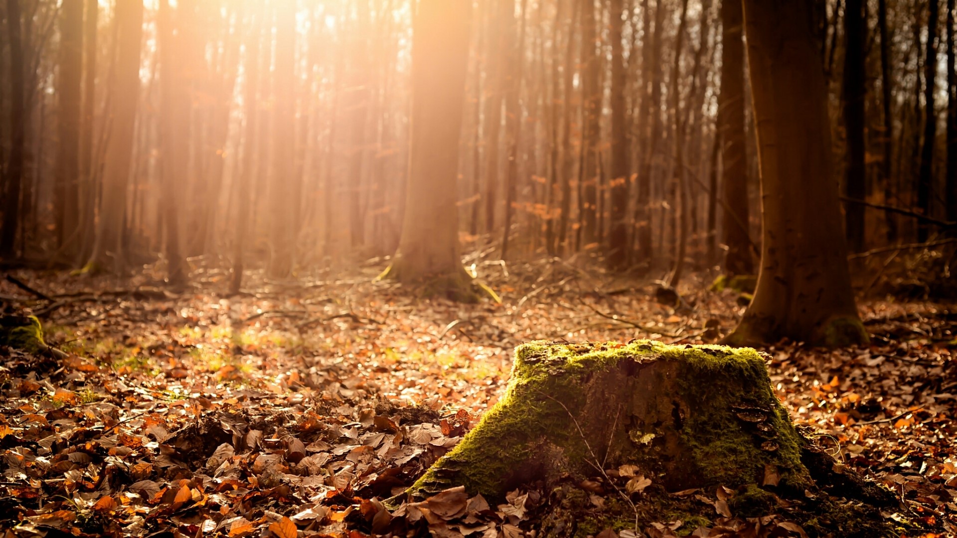 Sunlight filtering through a forest with a mossy tree stump HD Wallpaper