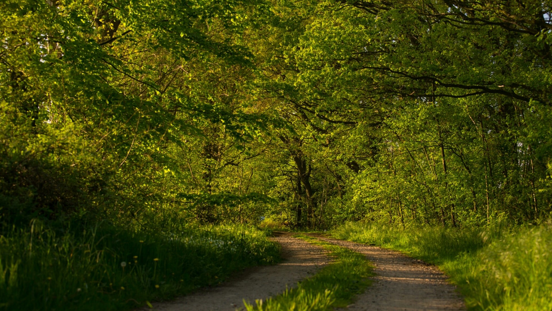 Dirt road through a sunlit forest HD Wallpaper