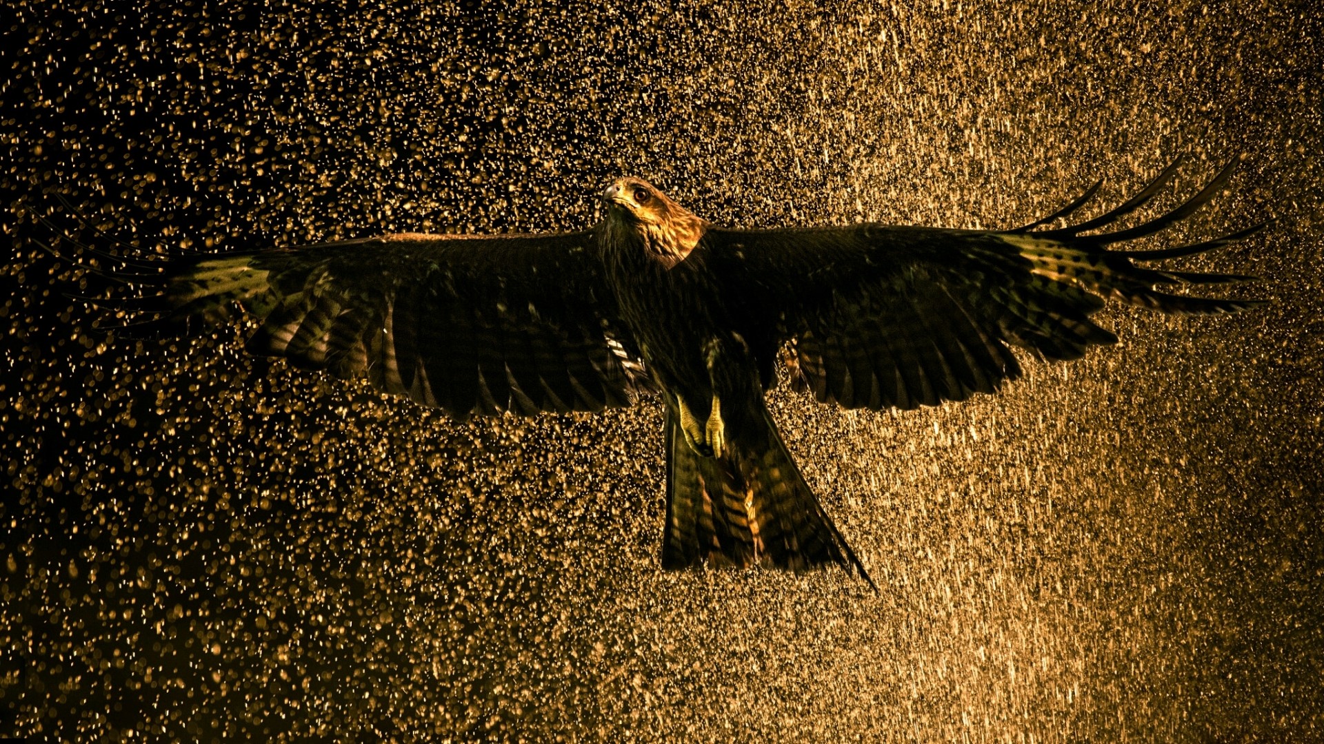 Falcon in golden rain HD Wallpaper