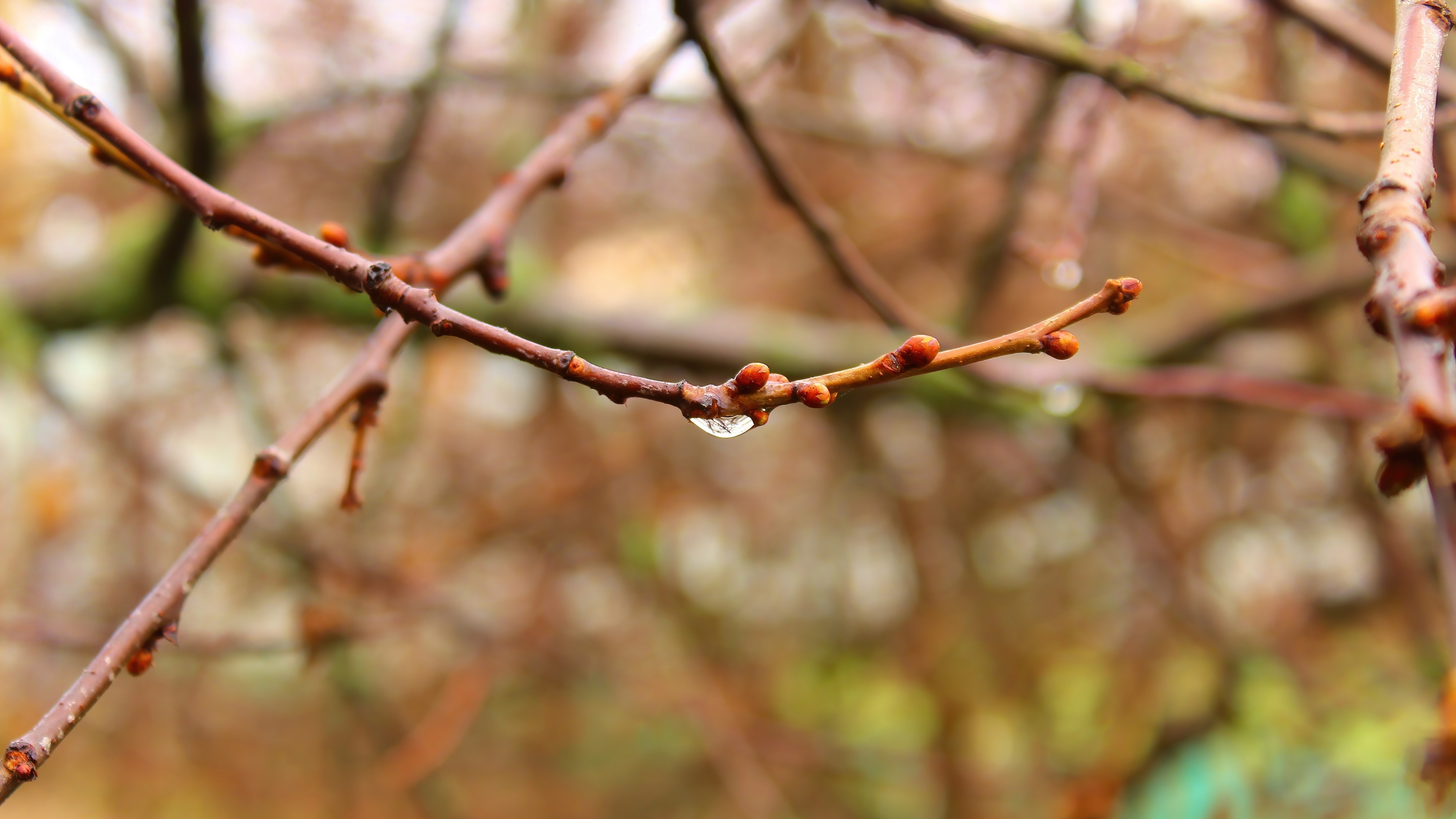 A water drop on a tree branch HD Wallpaper