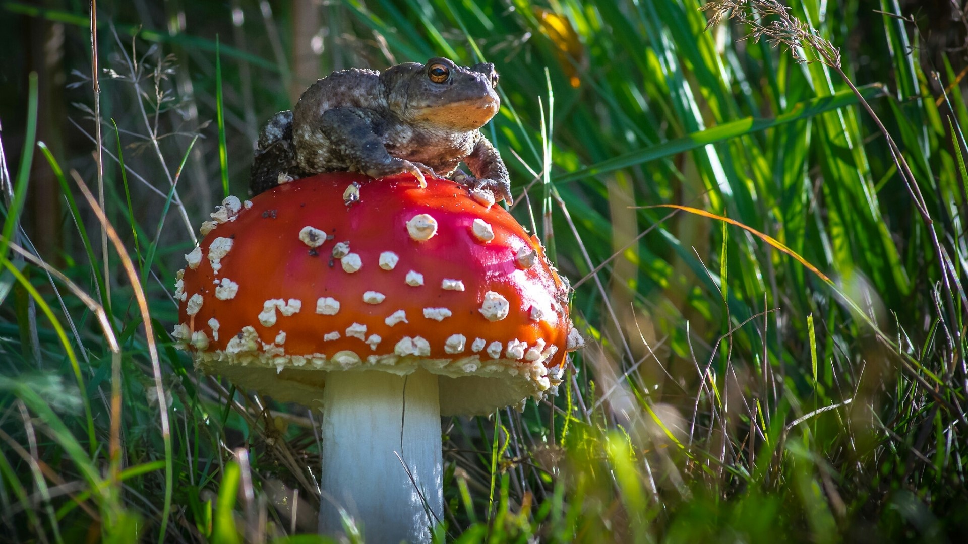 Frog sitting on a red mushroom HD Wallpaper