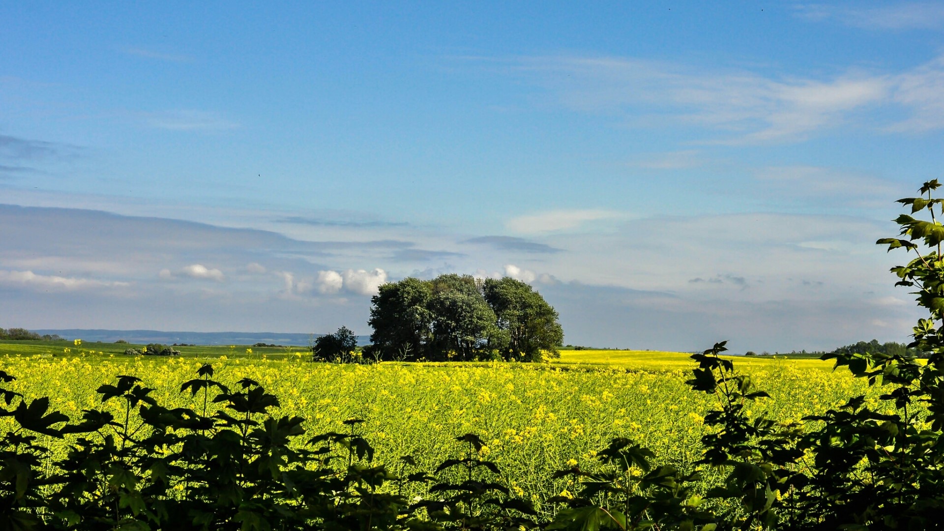 Summer landscape with yellow field and trees HD Wallpaper