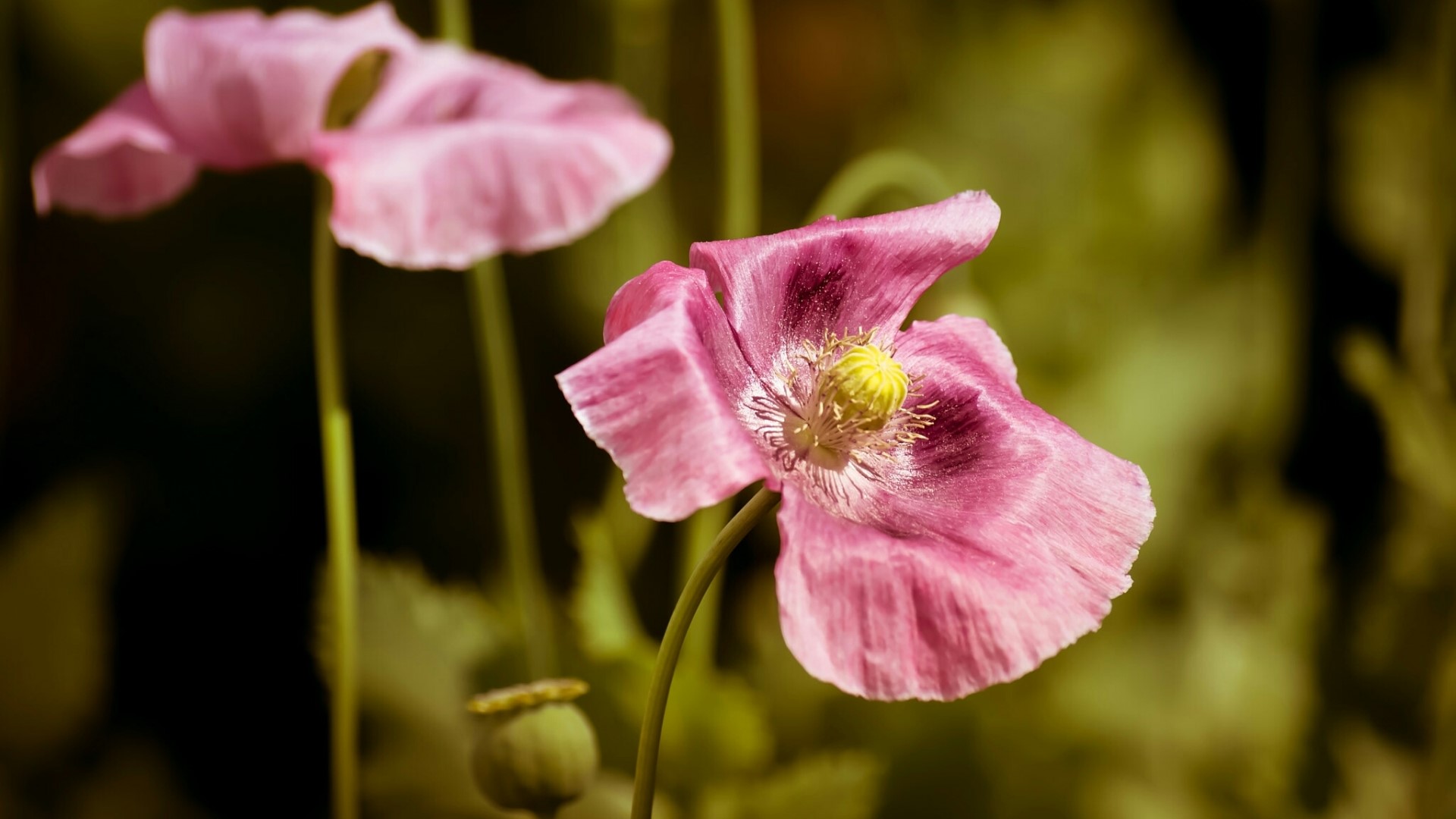 Pink Poppies in Bloom HD Wallpaper
