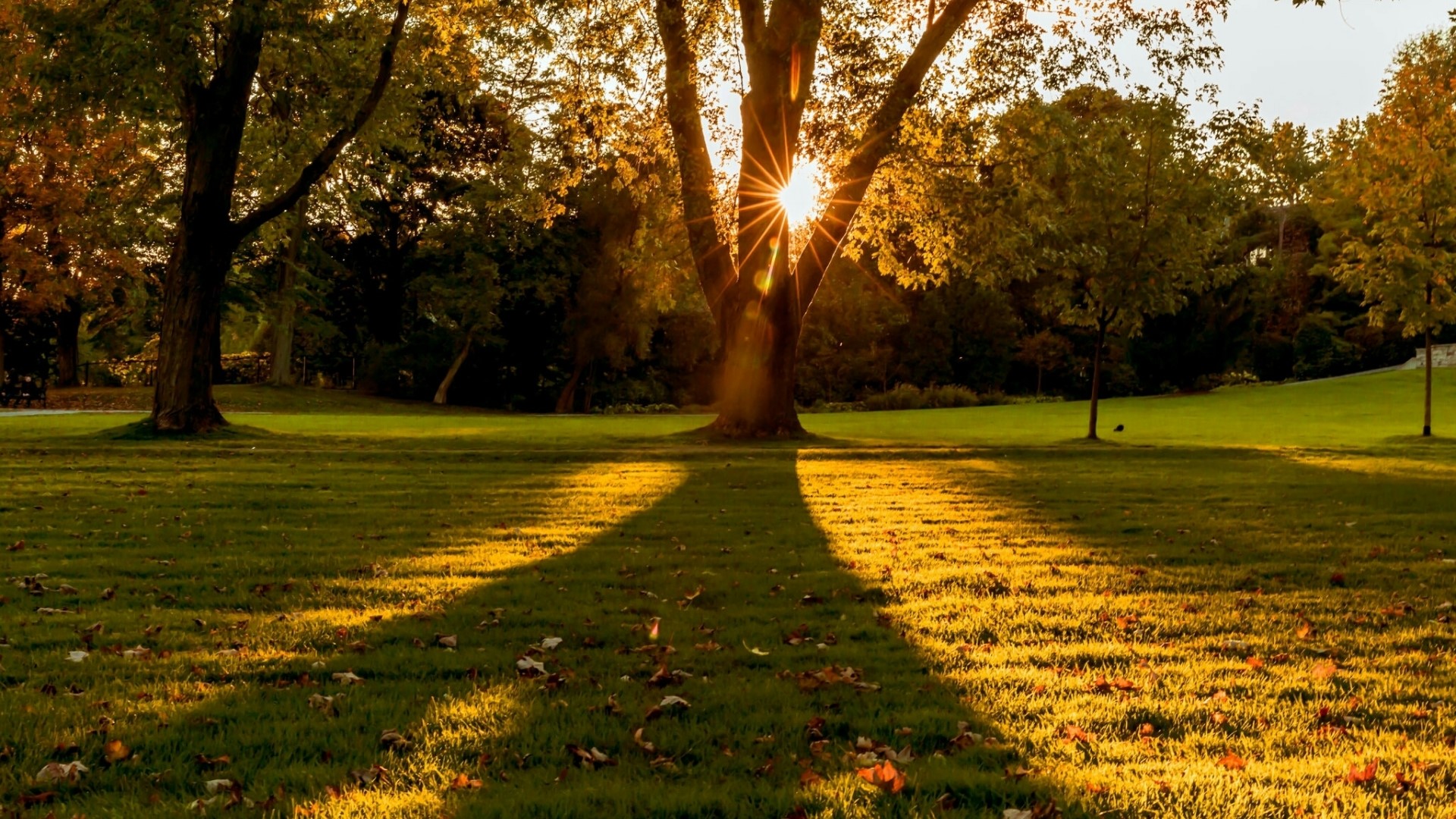 Sunlight filtering through a large tree in a park HD Wallpaper