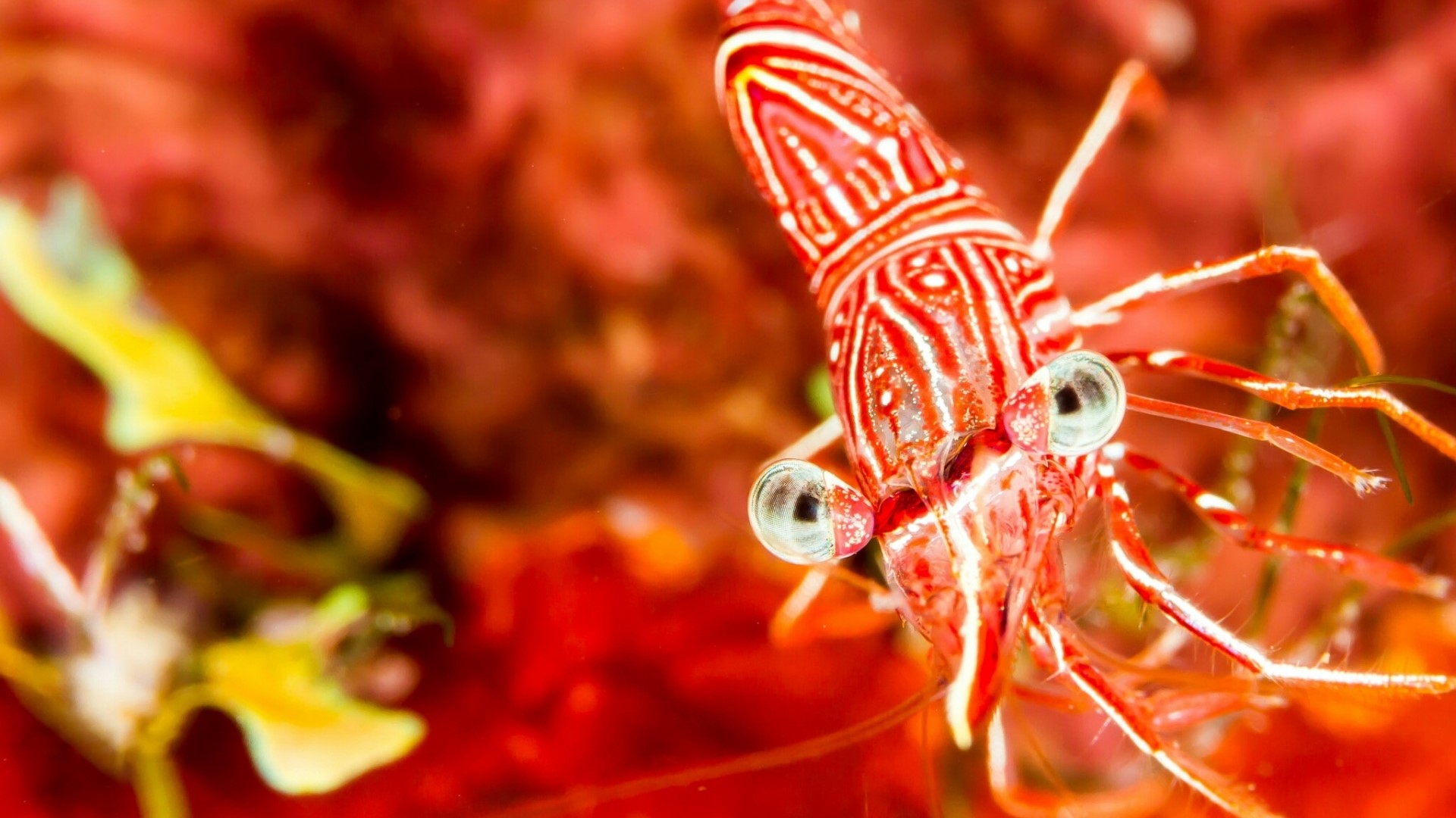 Close-up of a striped shrimp underwater HD Wallpaper