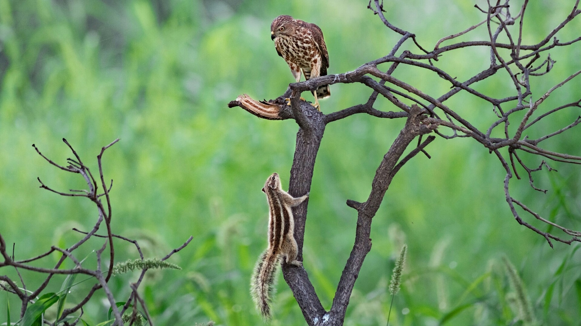 Hawk and squirrel on a tree branch HD Wallpaper