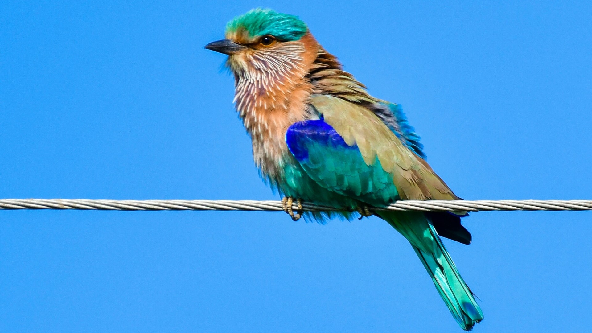 Indian roller bird perched on a wire HD Wallpaper