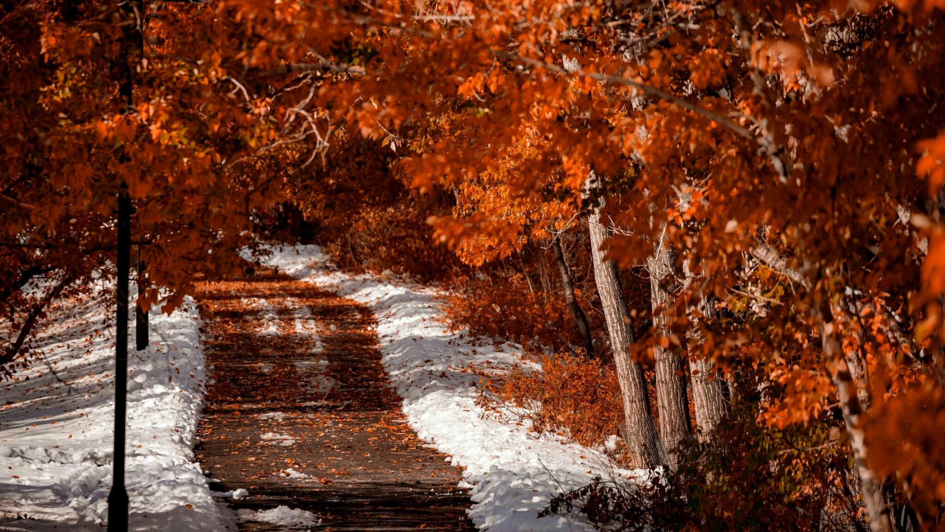 Autumn path with snow and orange leaves HD Wallpaper