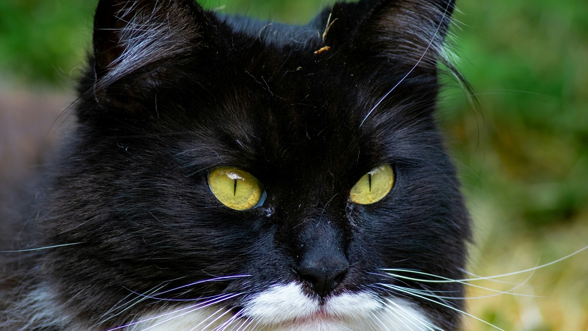 Close-up of a black and white cat HD Wallpaper