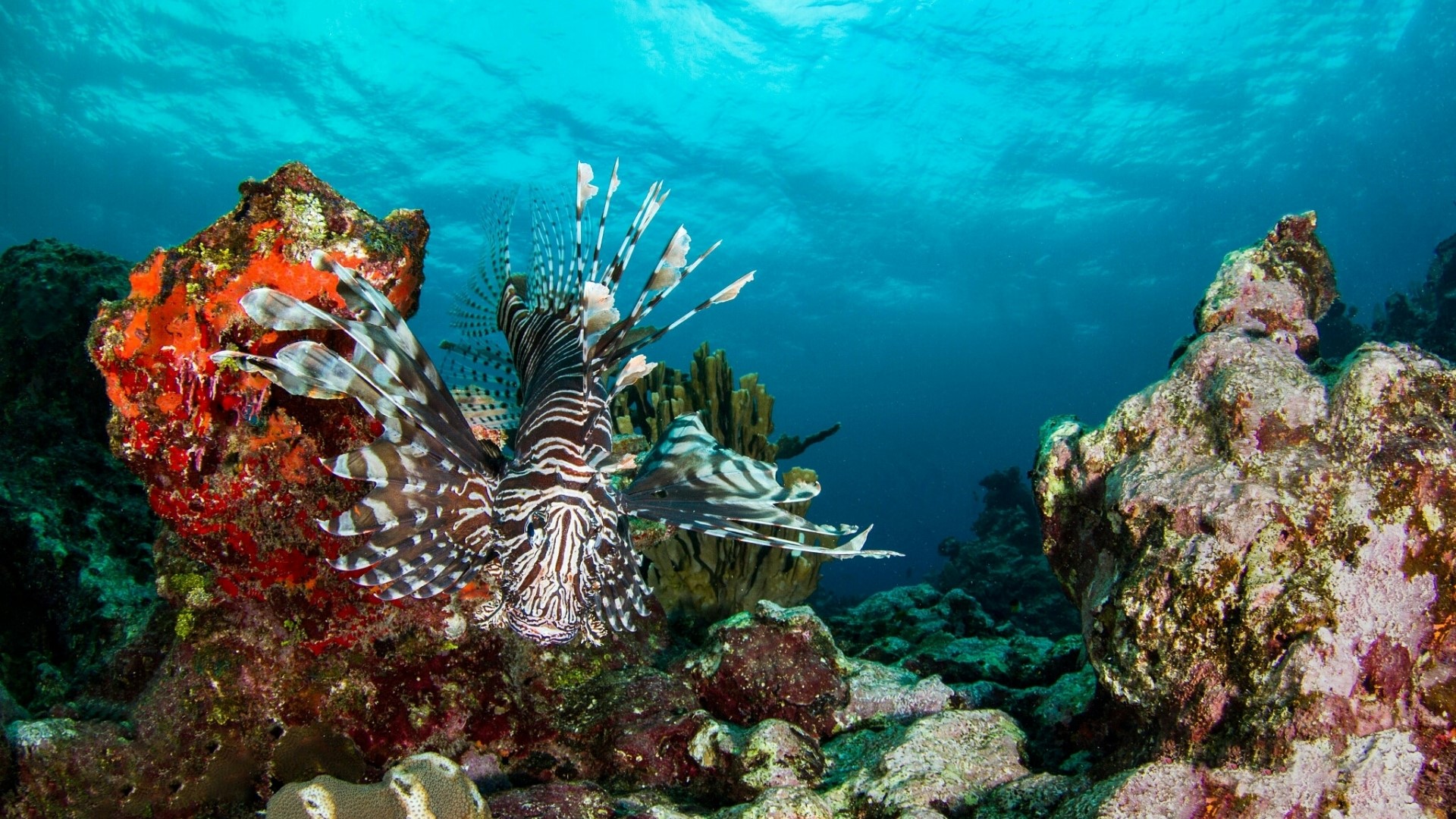 Lionfish swimming near coral reef HD Wallpaper