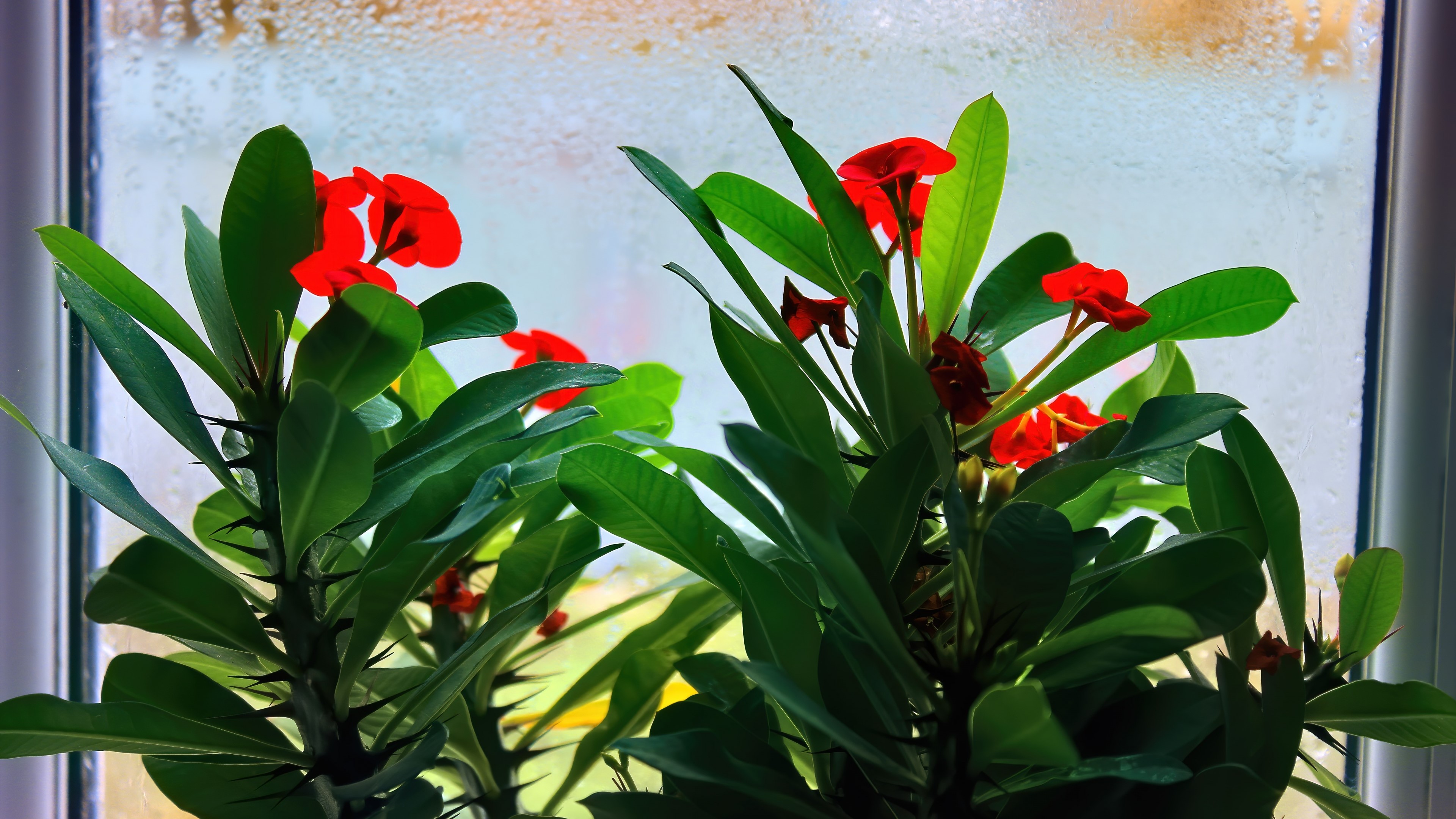 4K Red Flowers on a Steamy Windowsill HD Wallpaper