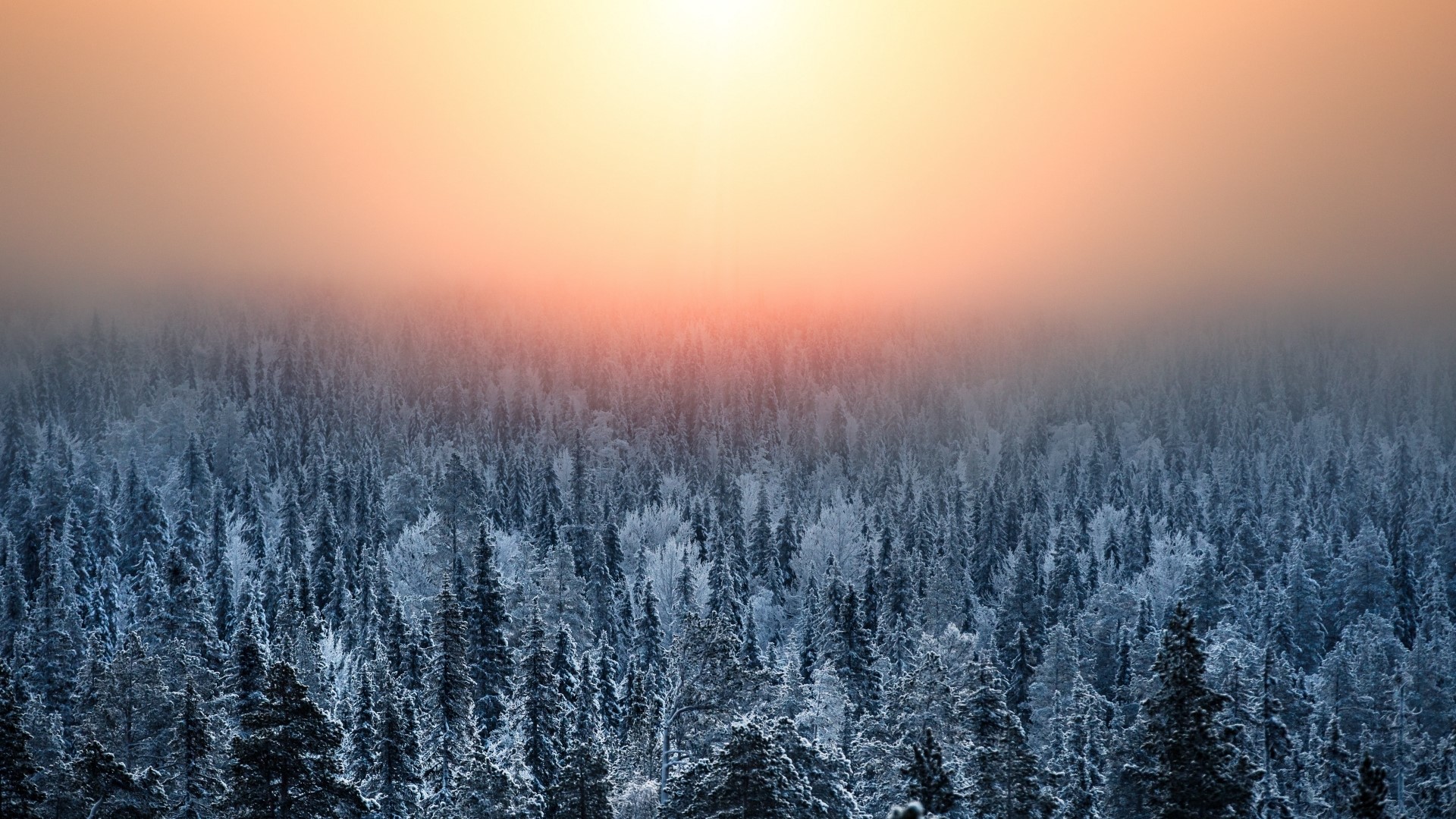 Snow-covered forest under a hazy orange sky HD Wallpaper