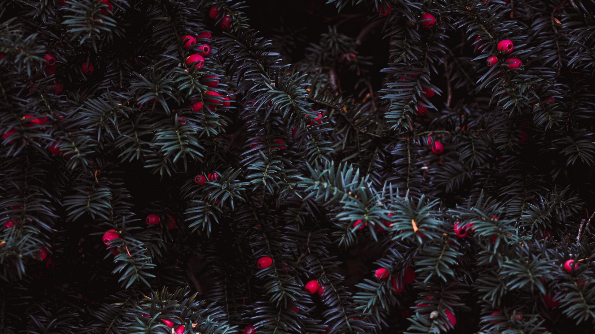 Dark Yew Tree Branches with Red Berries HD Wallpaper