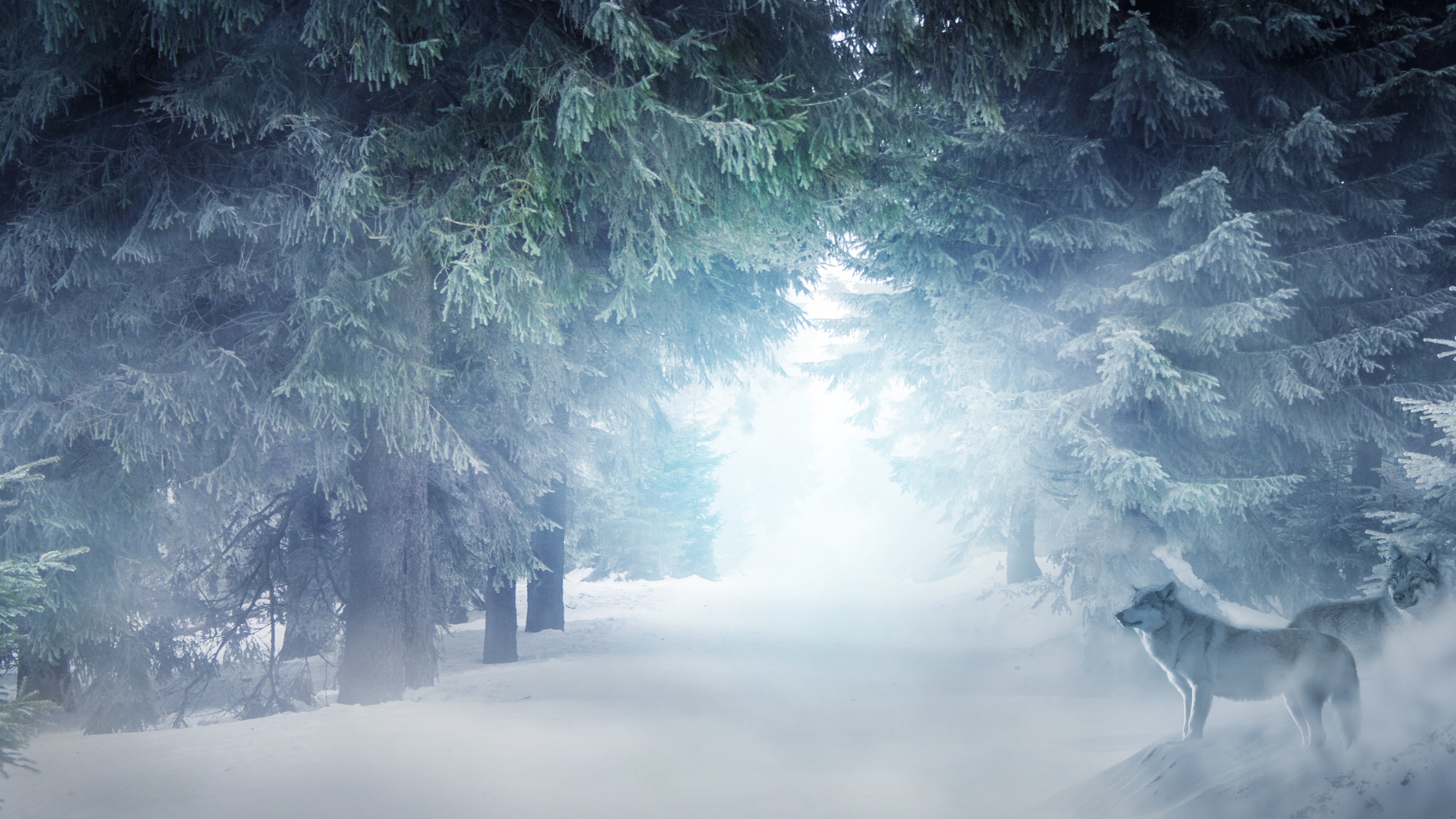 Wolves in a foggy winter forest HD Wallpaper