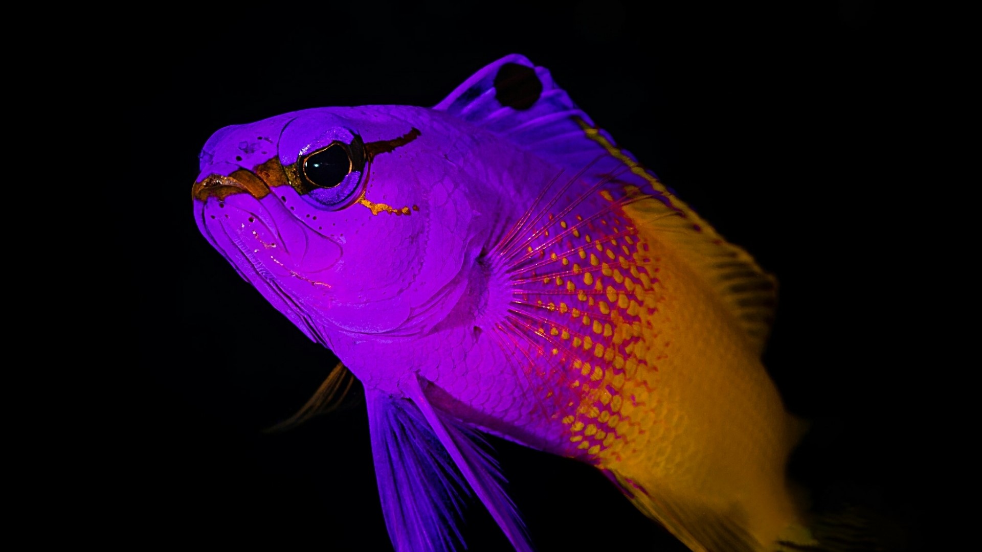 Fluorescent Fish in Dark Water HD Wallpaper