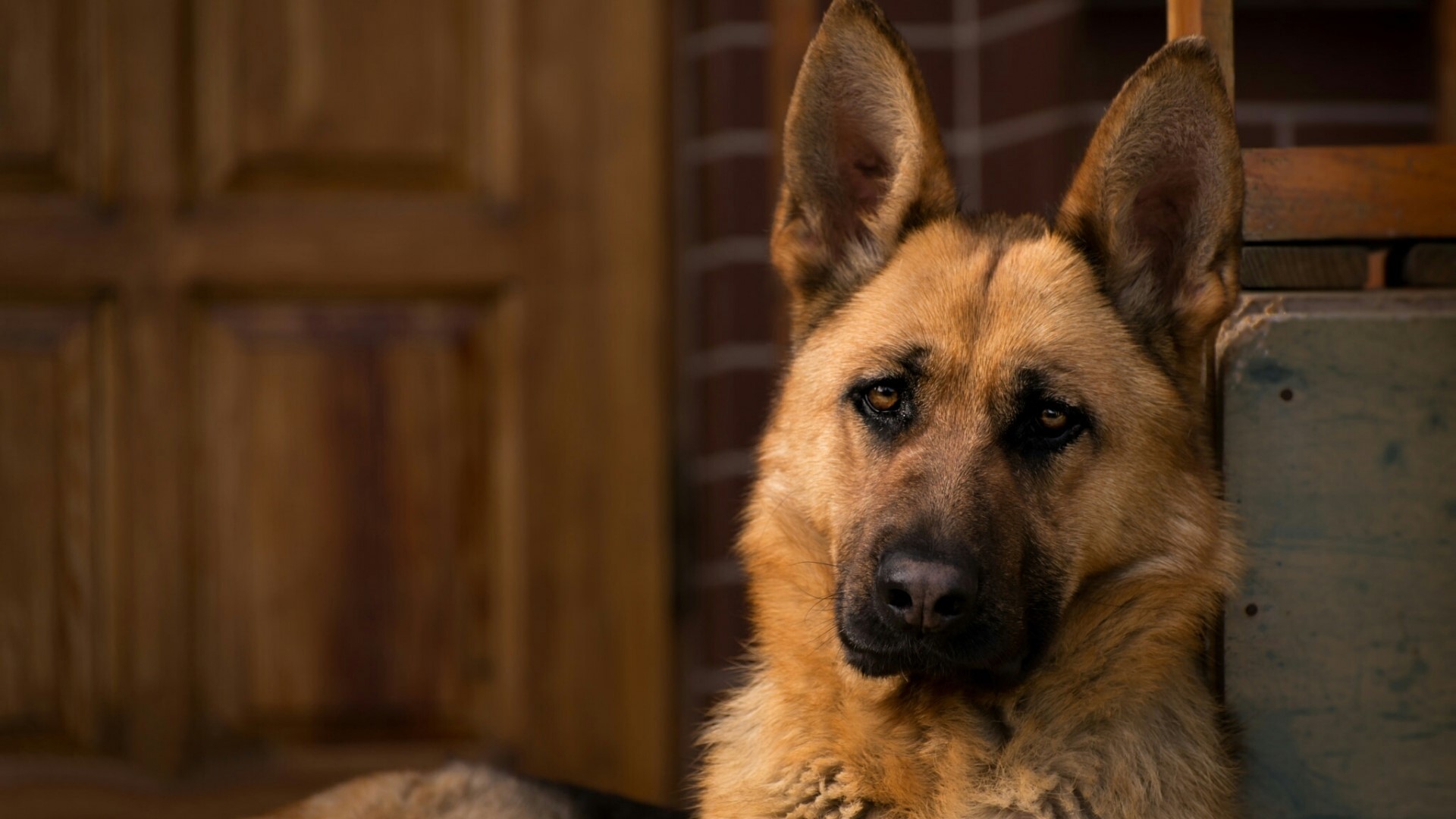 German Shepherd Dog HD Wallpaper