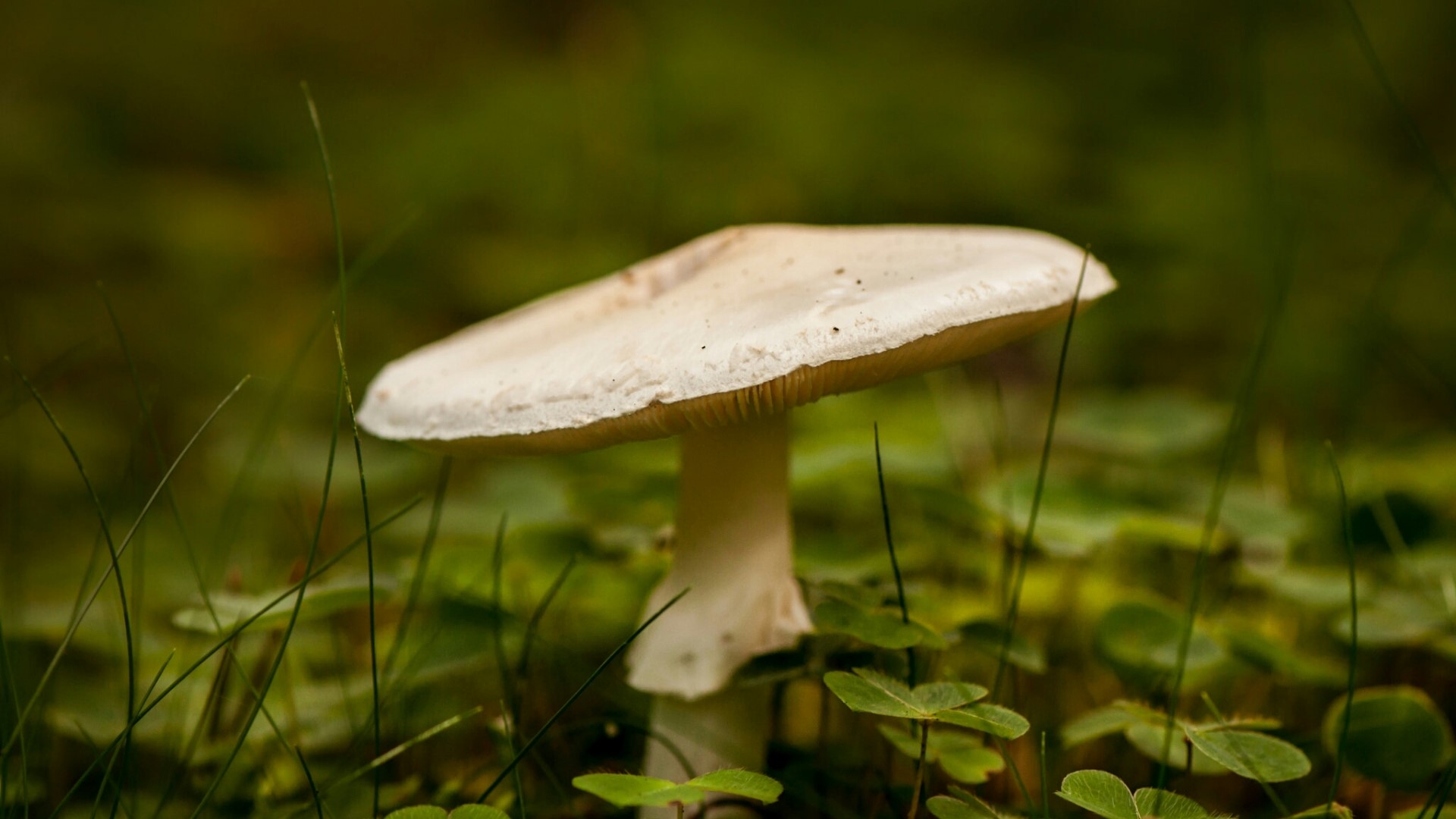 White mushroom in green grass HD Wallpaper