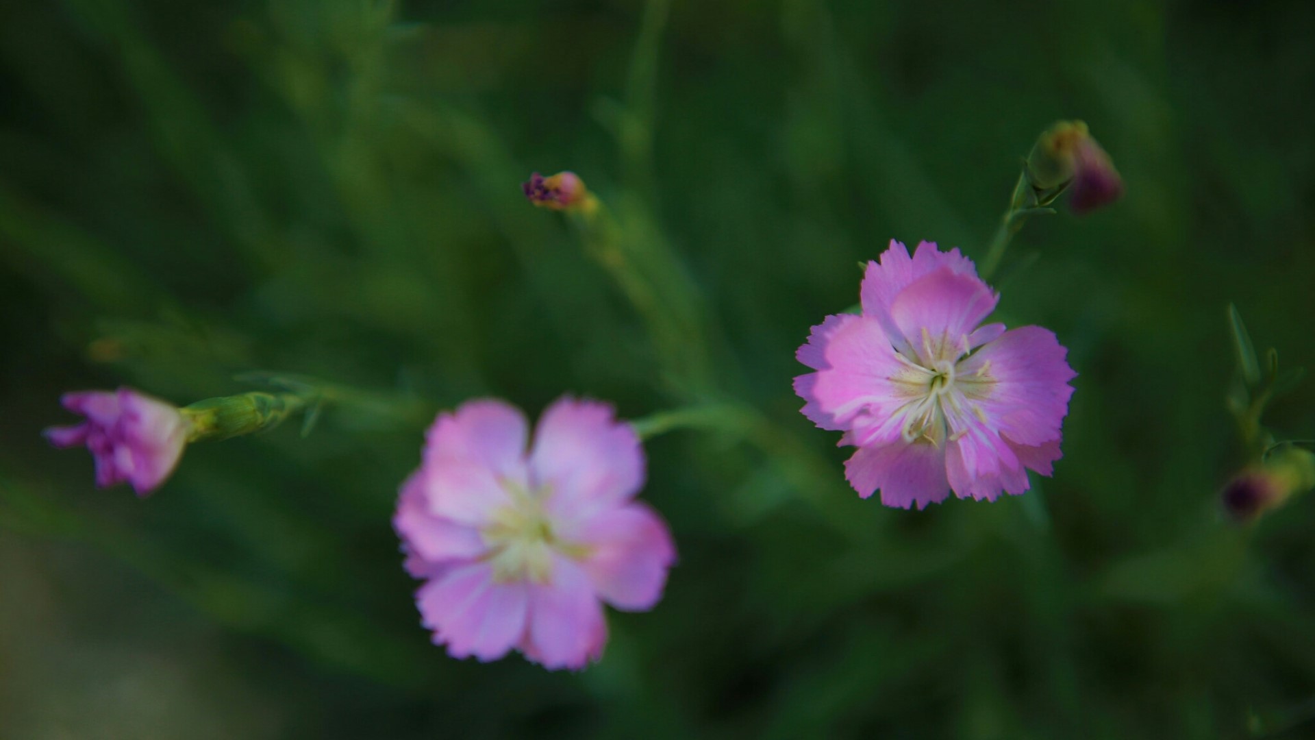 Pink flowers with green foliage HD Wallpaper