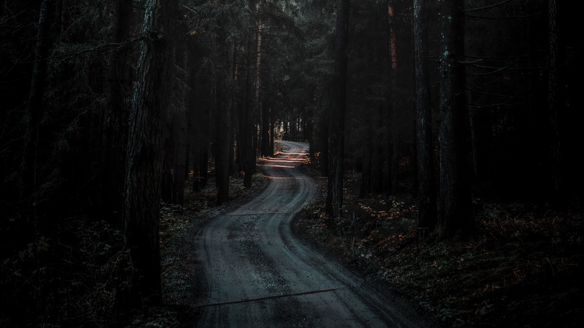 Winding road through a dark forest HD Wallpaper