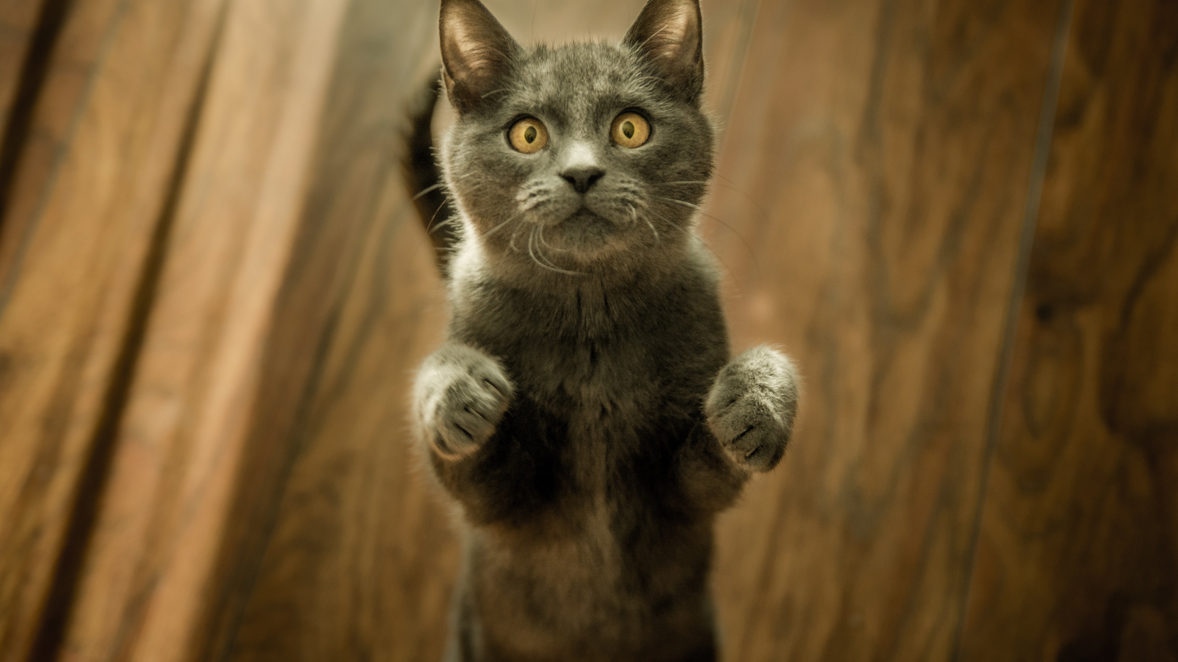 Cat HD Wallpaper