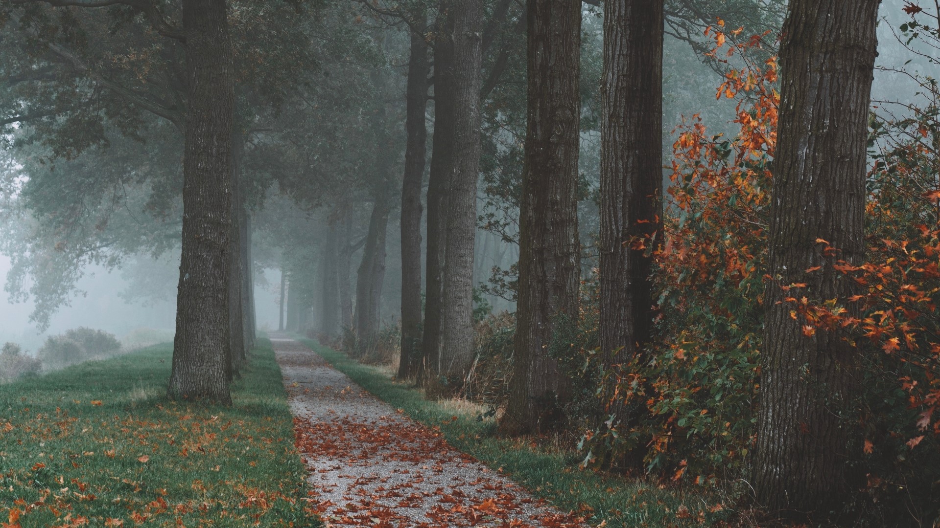 A foggy park path lined with trees in autumn HD Wallpaper