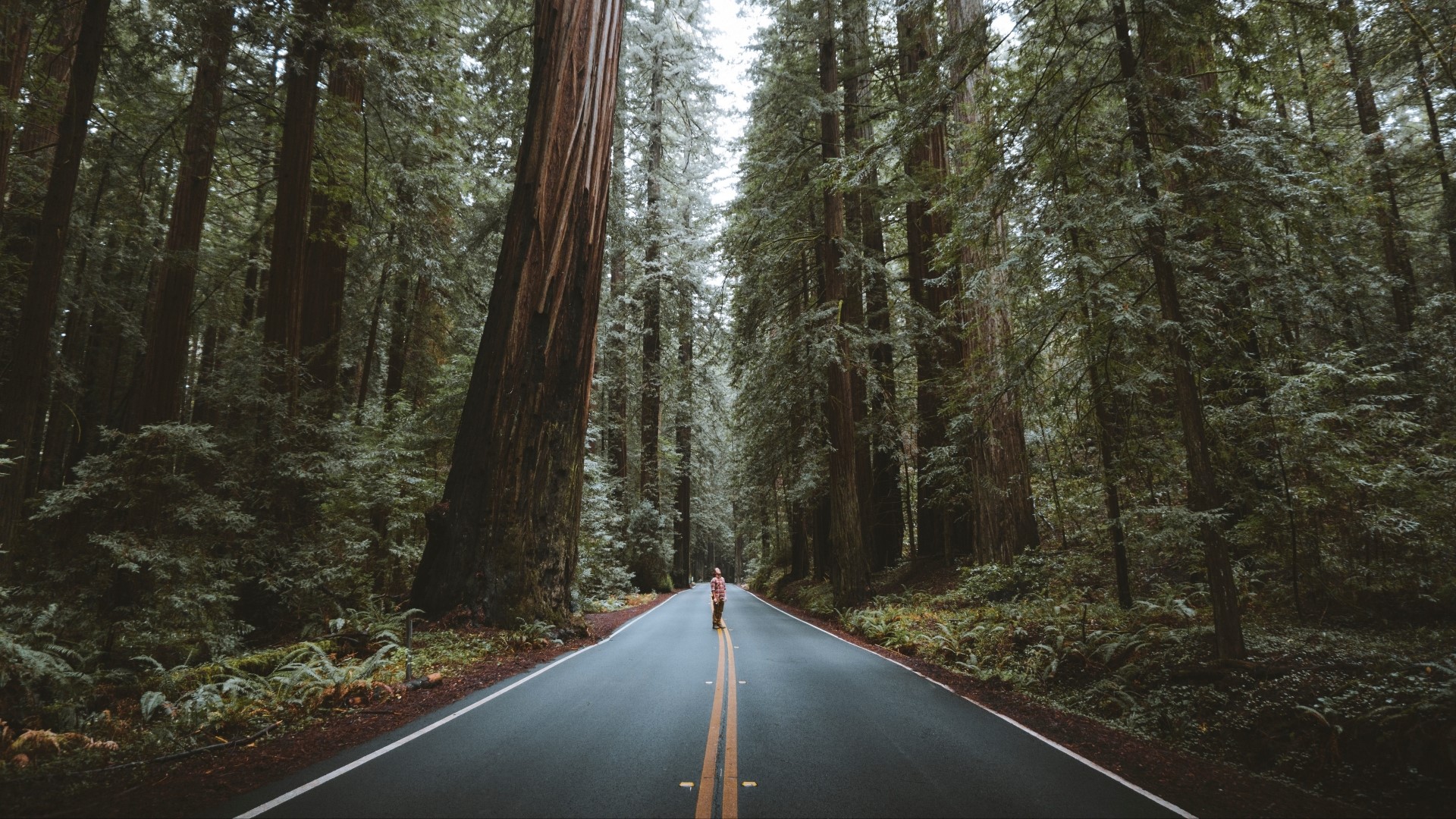 Person standing on a road in a redwood forest HD Wallpaper