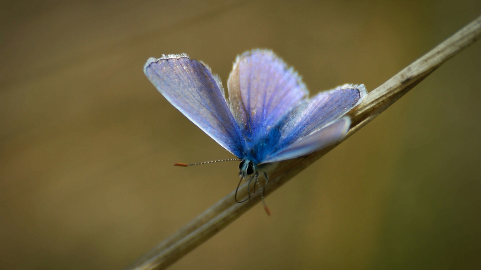 Blue butterfly on a dry stalk HD Wallpaper