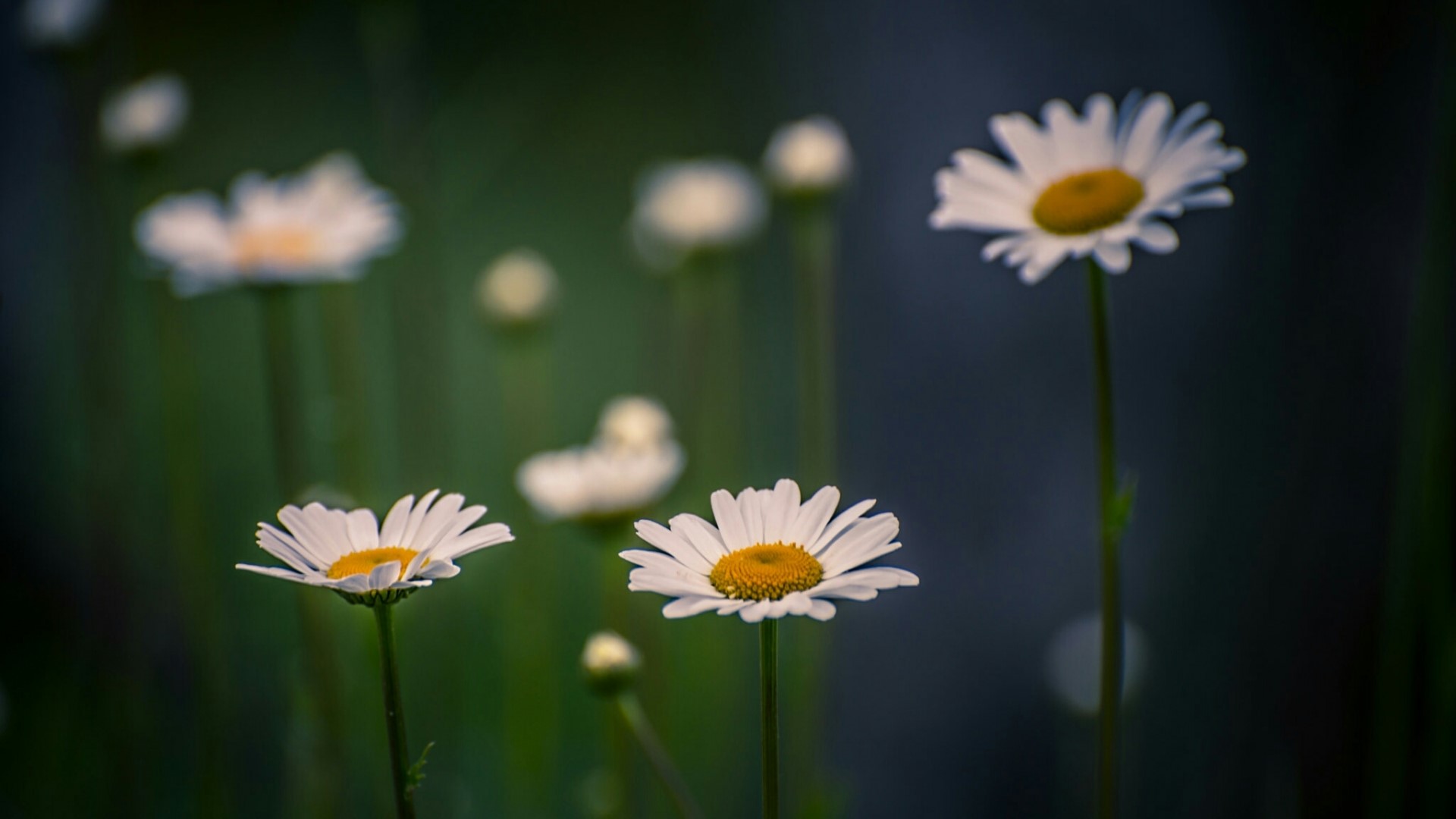 Chamomile flowers in a field HD Wallpaper