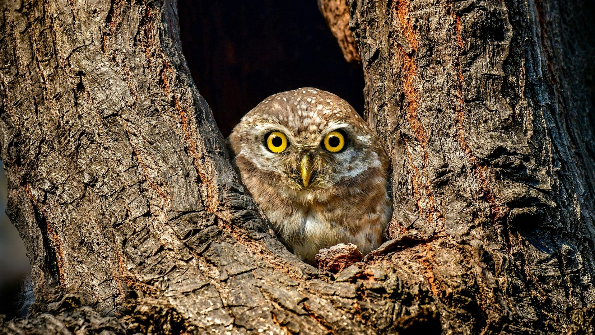 Spotted Owl Peeking from Tree Hollow HD Wallpaper