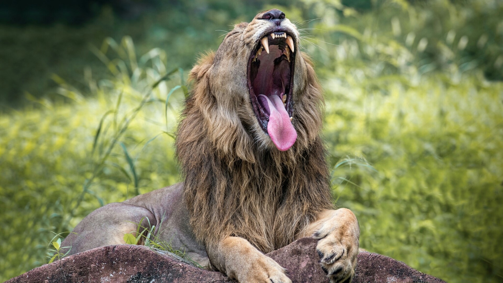 Lion yawning on a rock HD Wallpaper