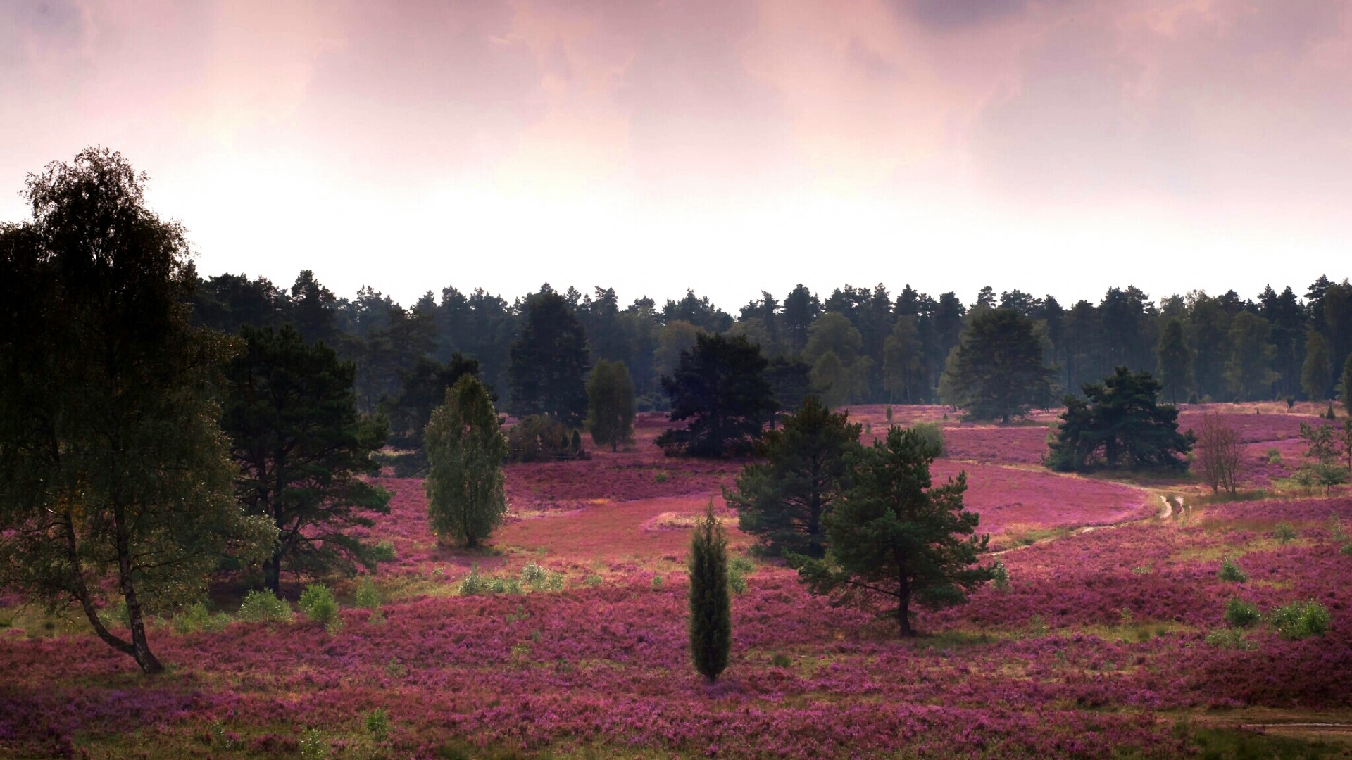 Heather field with trees and forest HD Wallpaper