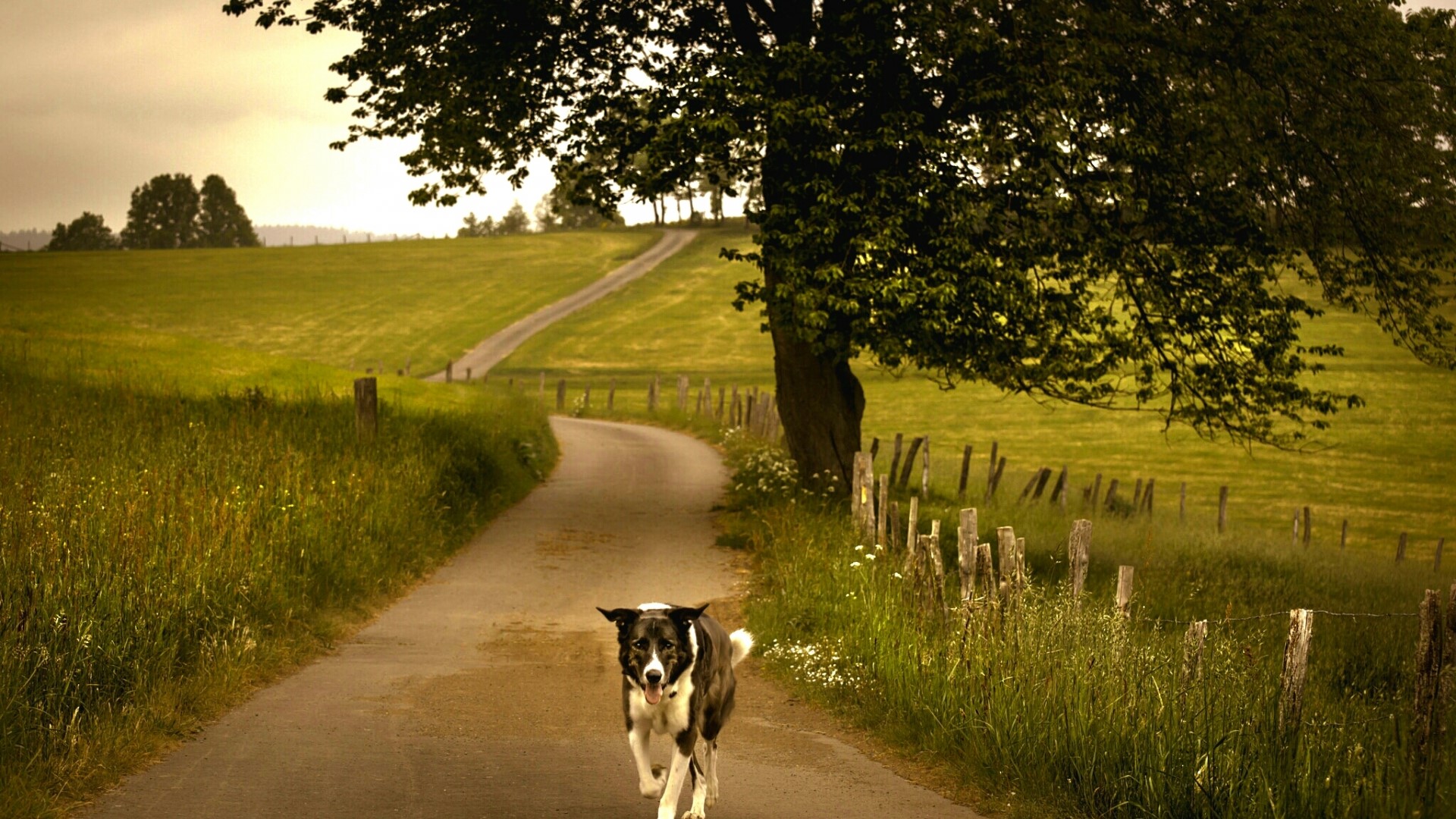 Dog running on a country road HD Wallpaper