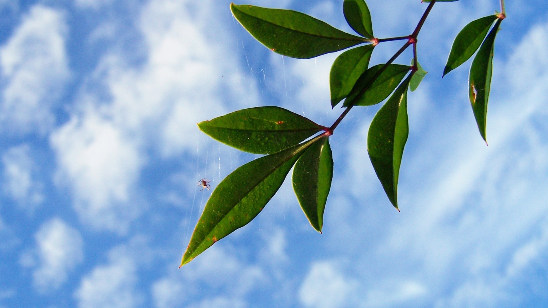 Spider on a branch against a cloudy sky HD Wallpaper