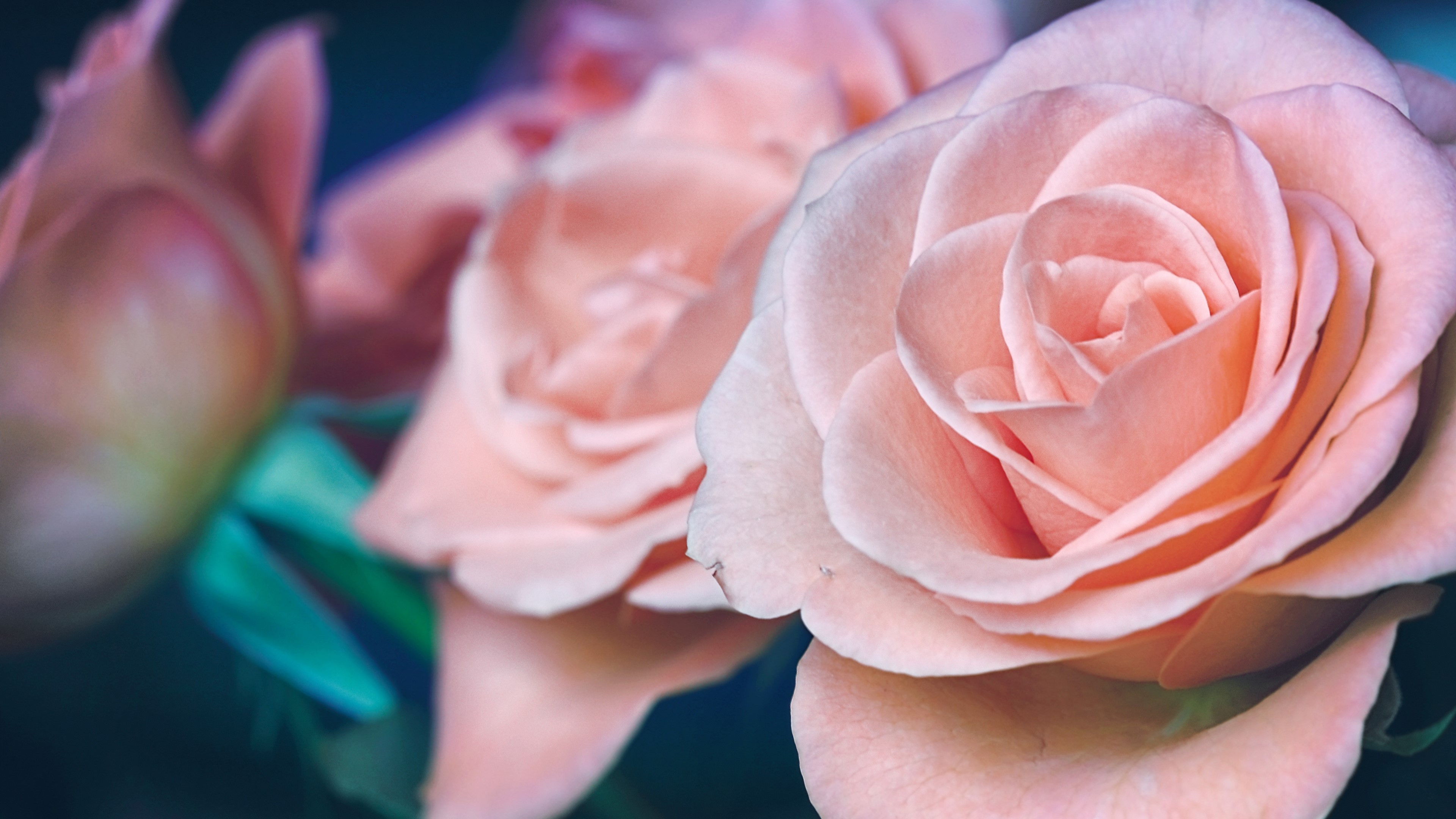 Roses HD Wallpaper