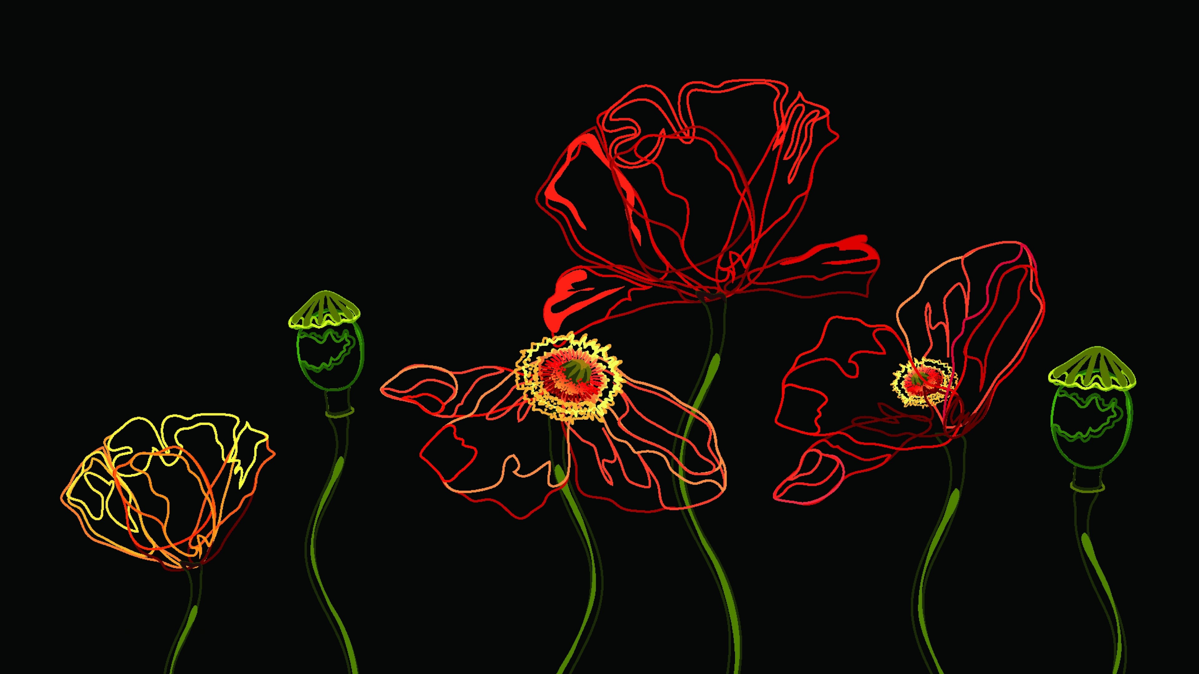 4K Vector Graphics of Poppies HD Wallpaper