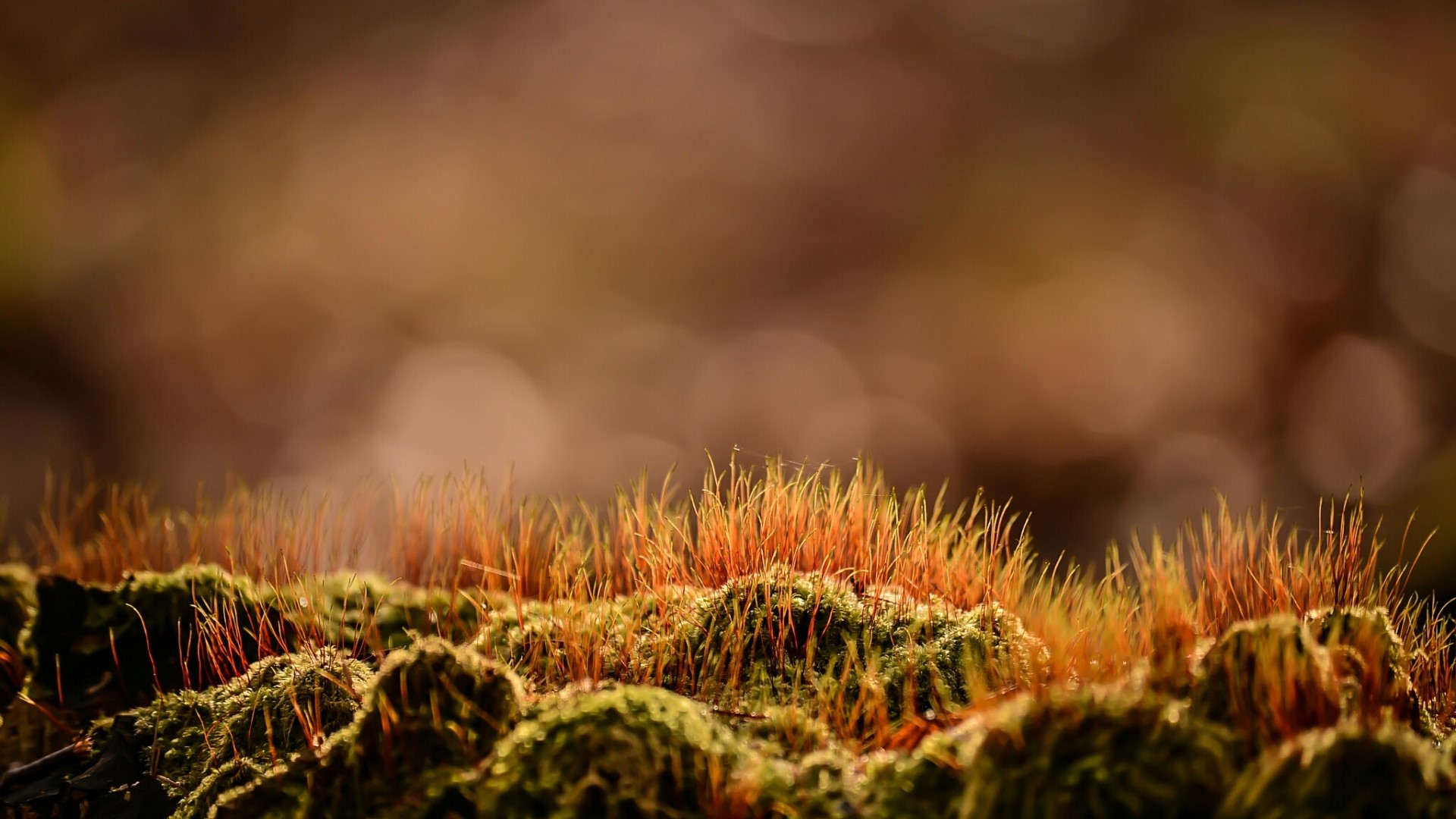 Close-up of moss with tall grass HD Wallpaper