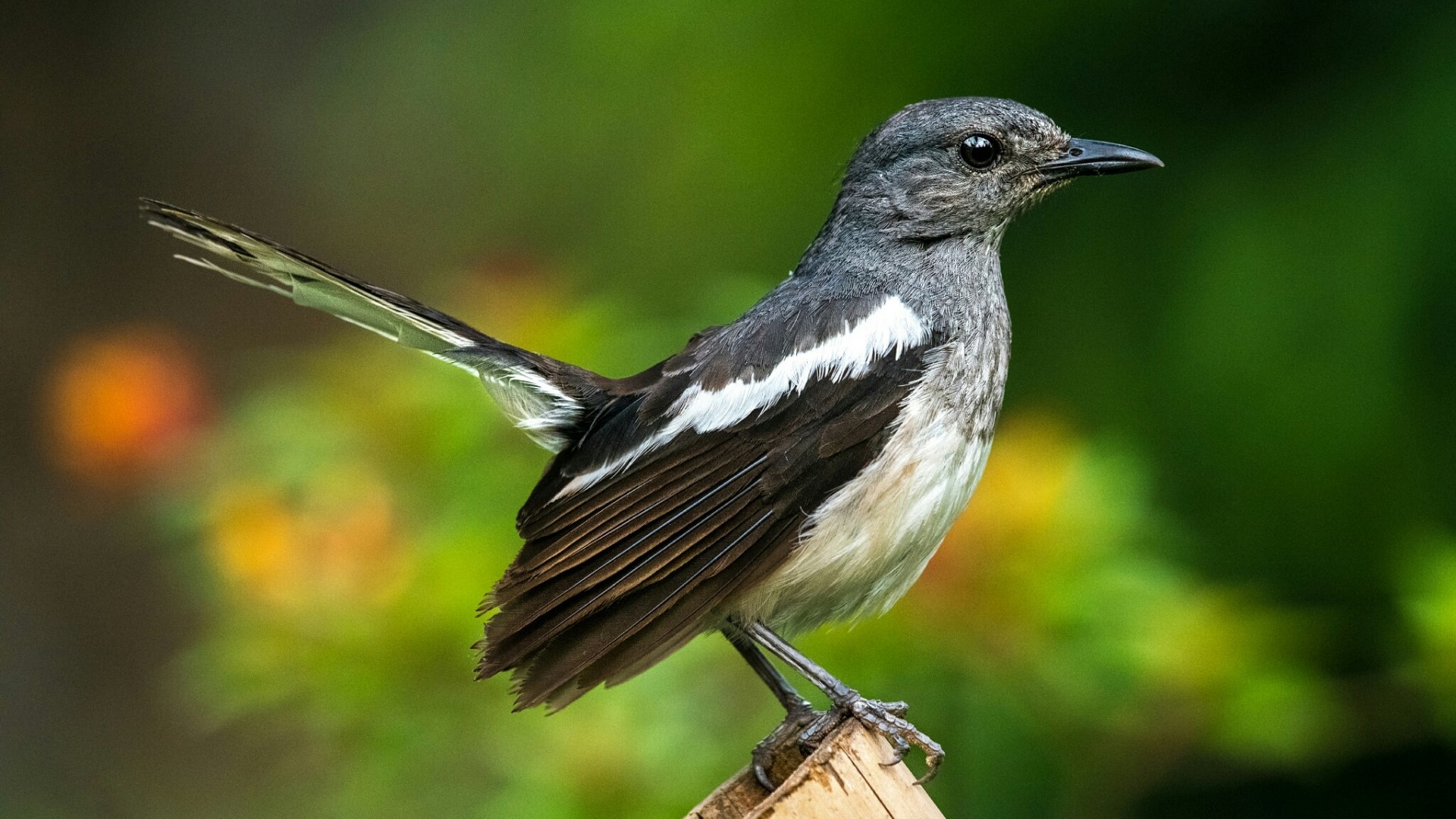 Oriental Magpie-Robin bird perched on wood HD Wallpaper